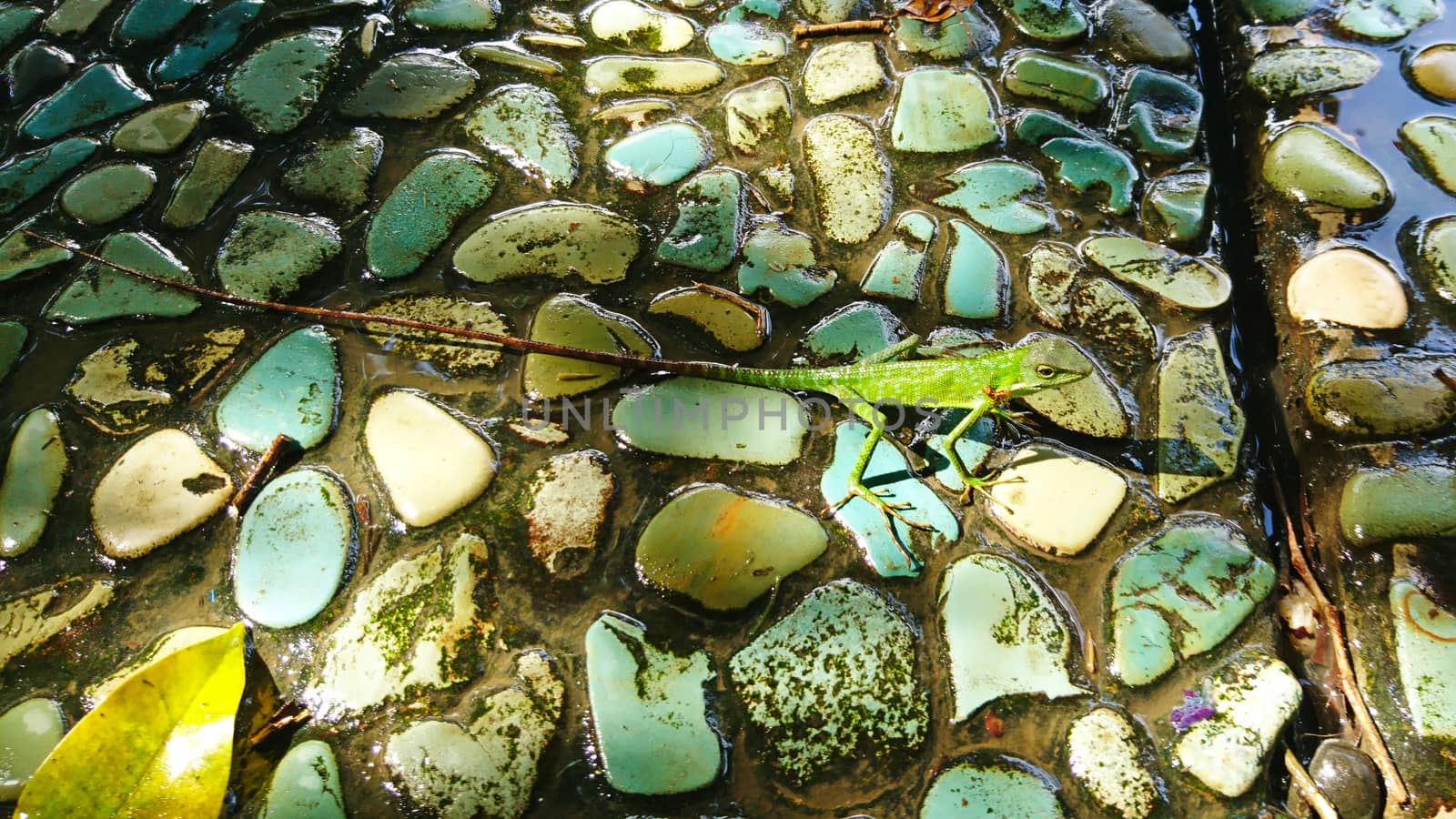 A green lizard with a long tail on the rocks. by Passcal