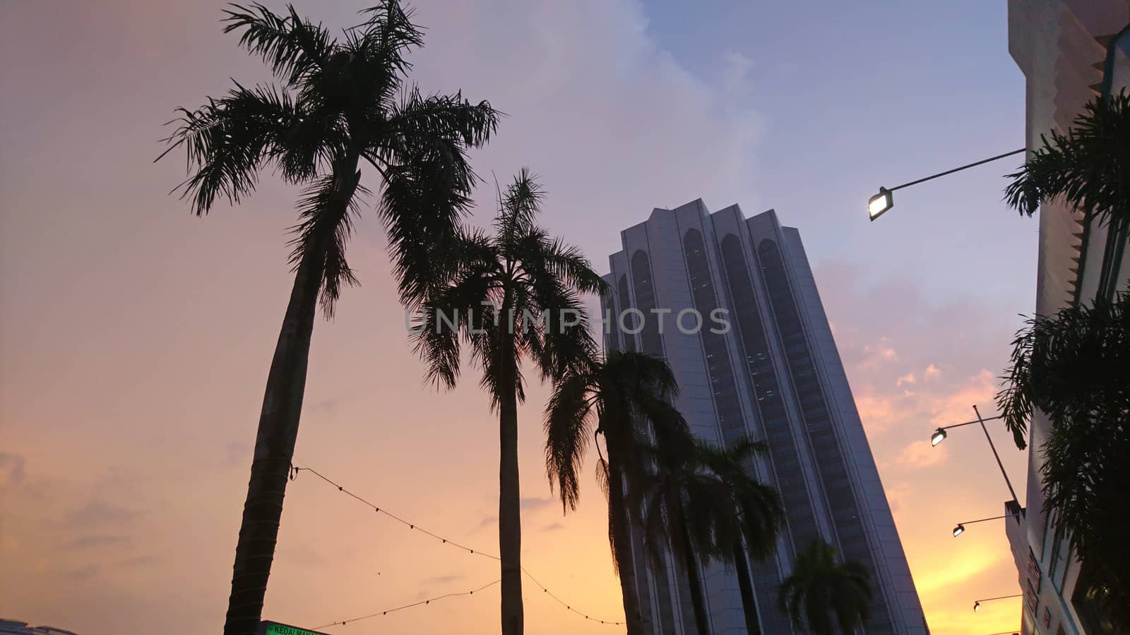 View of palm trees and building at sunset. by Passcal