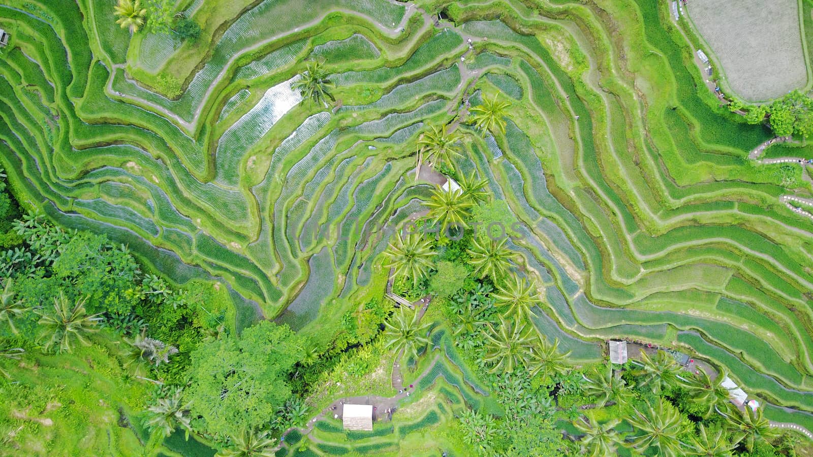 The view of the rice terraces from the air. The sun's rays are reflected in the water. Everything is covered with greenery. There are palm trees and a lot of rice. The hills and cascades of greenery.