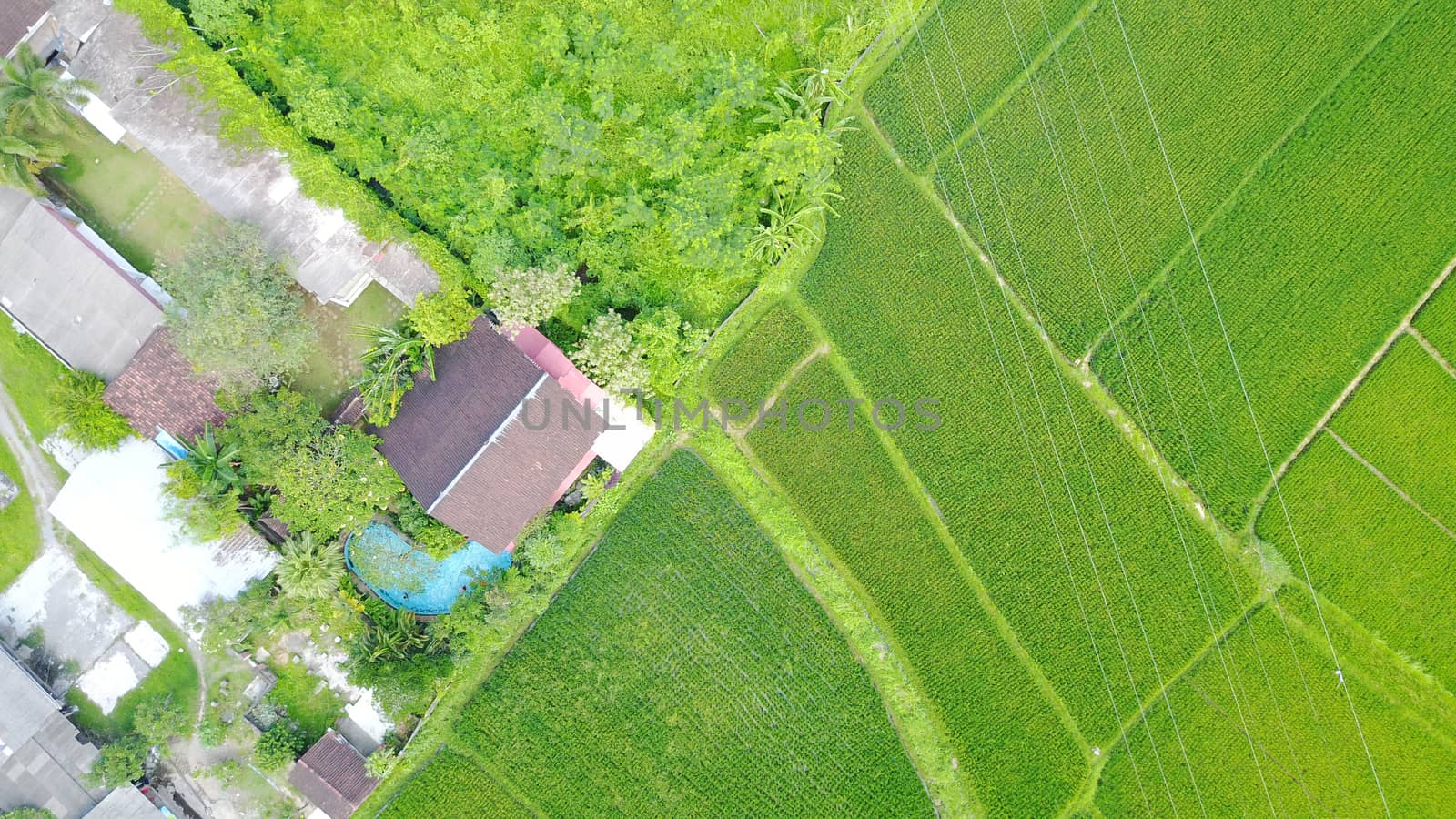 House with a swimming pool in the middle of rice fields. Top view from the throne. Huge green fields and bushes. You can see trails, rooftops, and a swimming pool. Life on the island of Bali.