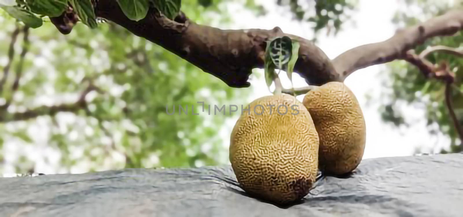 tasty and healthy raw jackfruit stock by jahidul2358