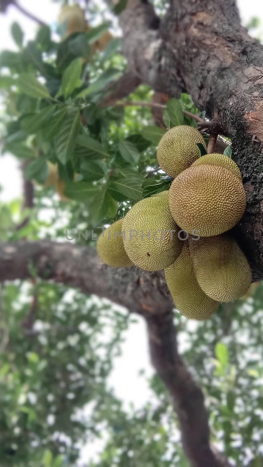 tasty and healthy raw jackfruit stock on tree