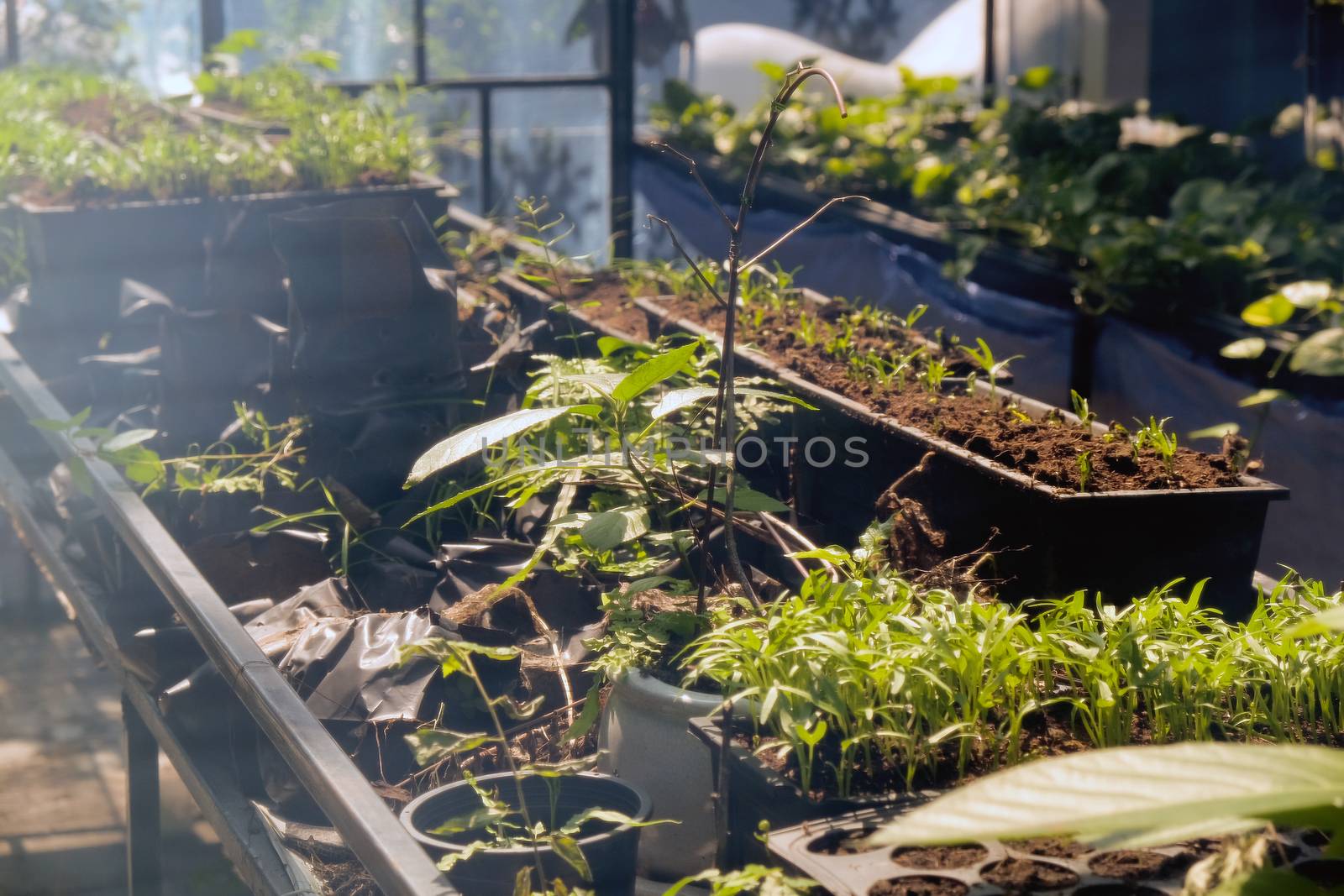 Greenhouse with cultivation of several plants
