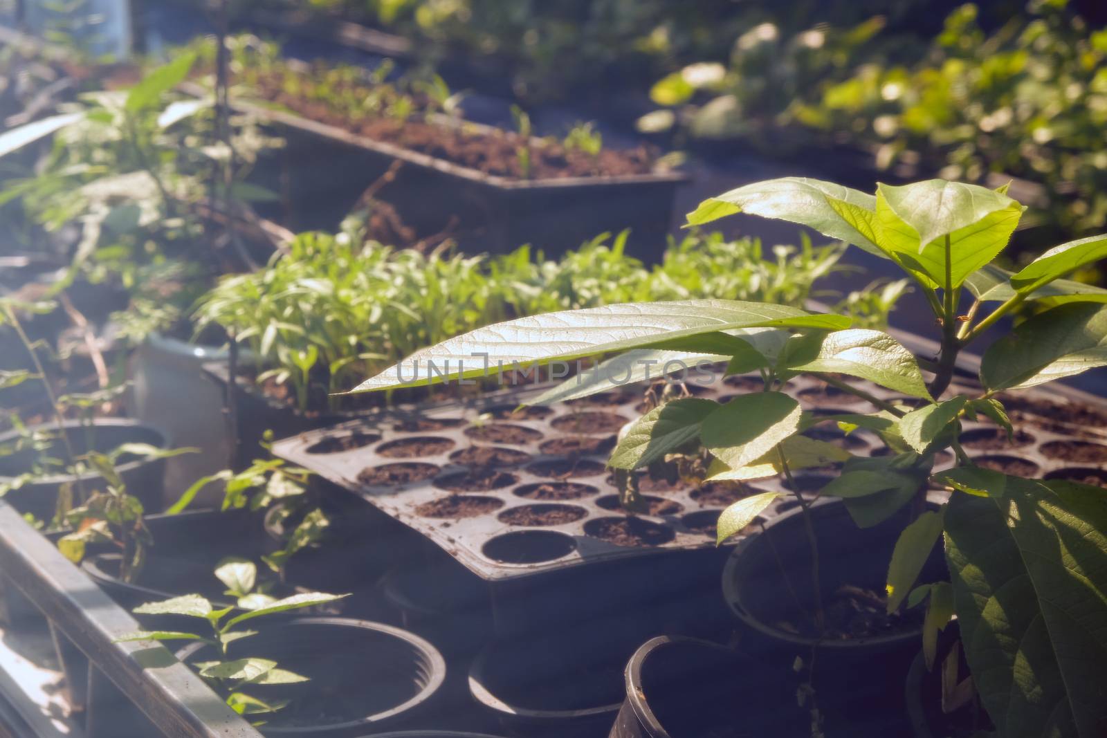 Greenhouse with cultivation of several plants