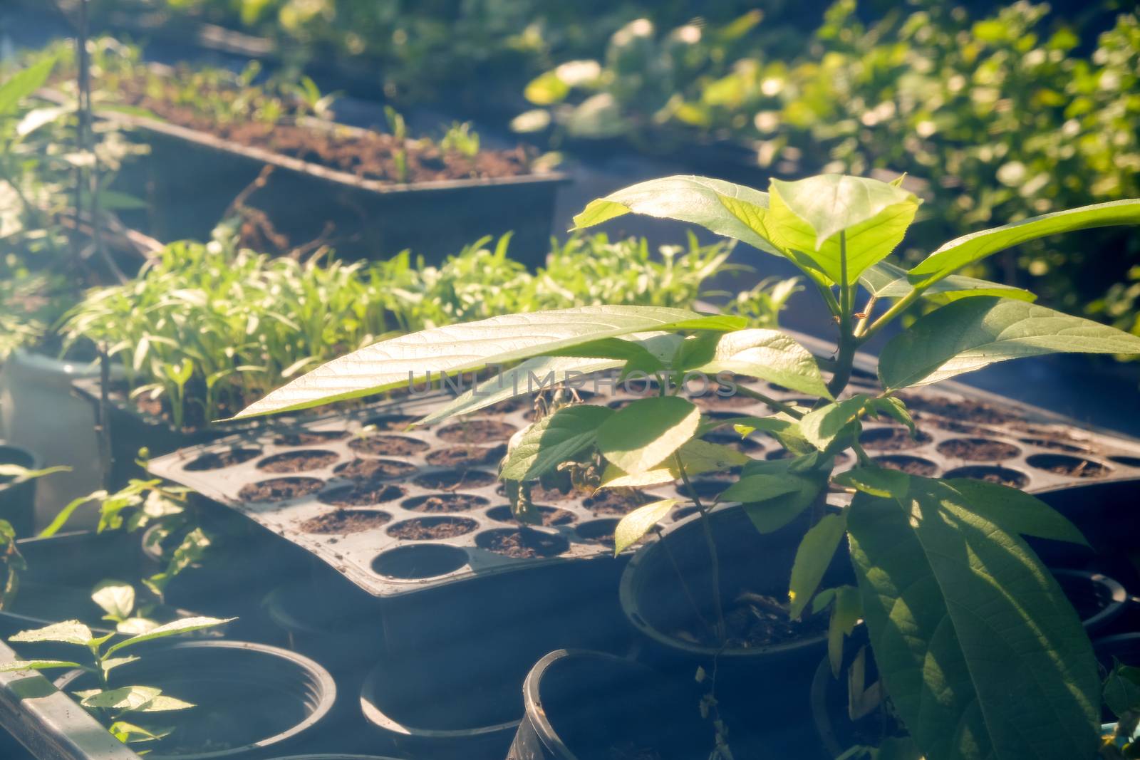 Greenhouse with cultivation of several plants