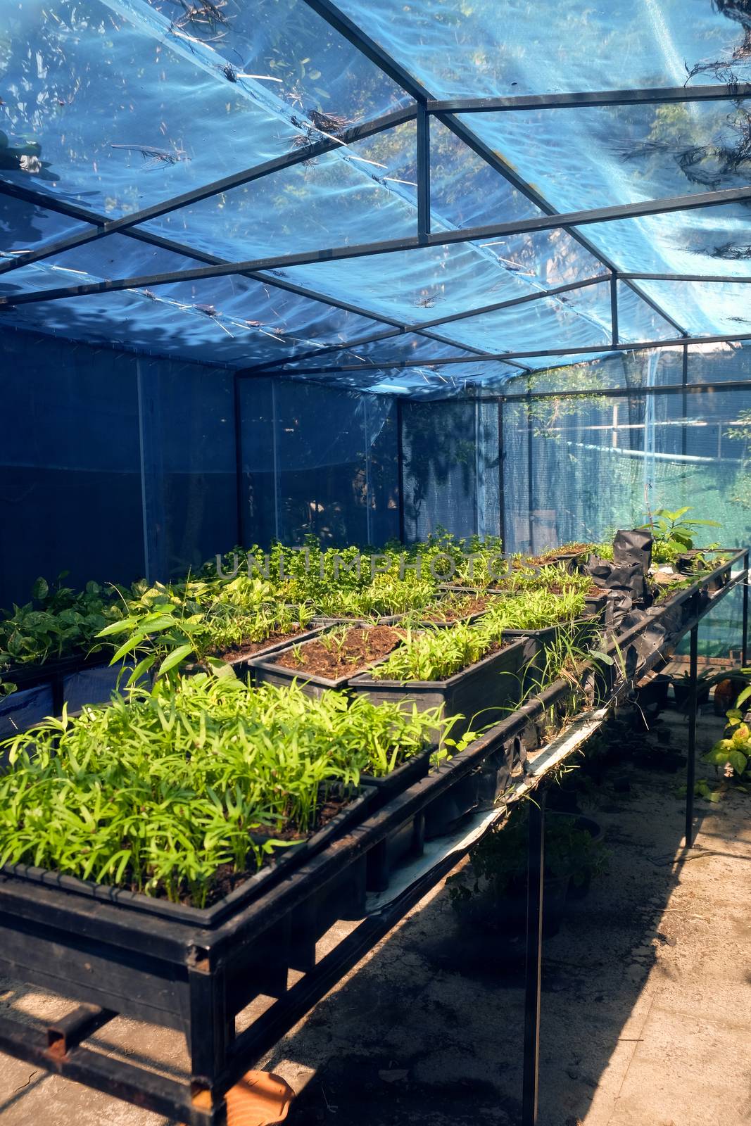 Greenhouse with cultivation of several plants by ponsulak