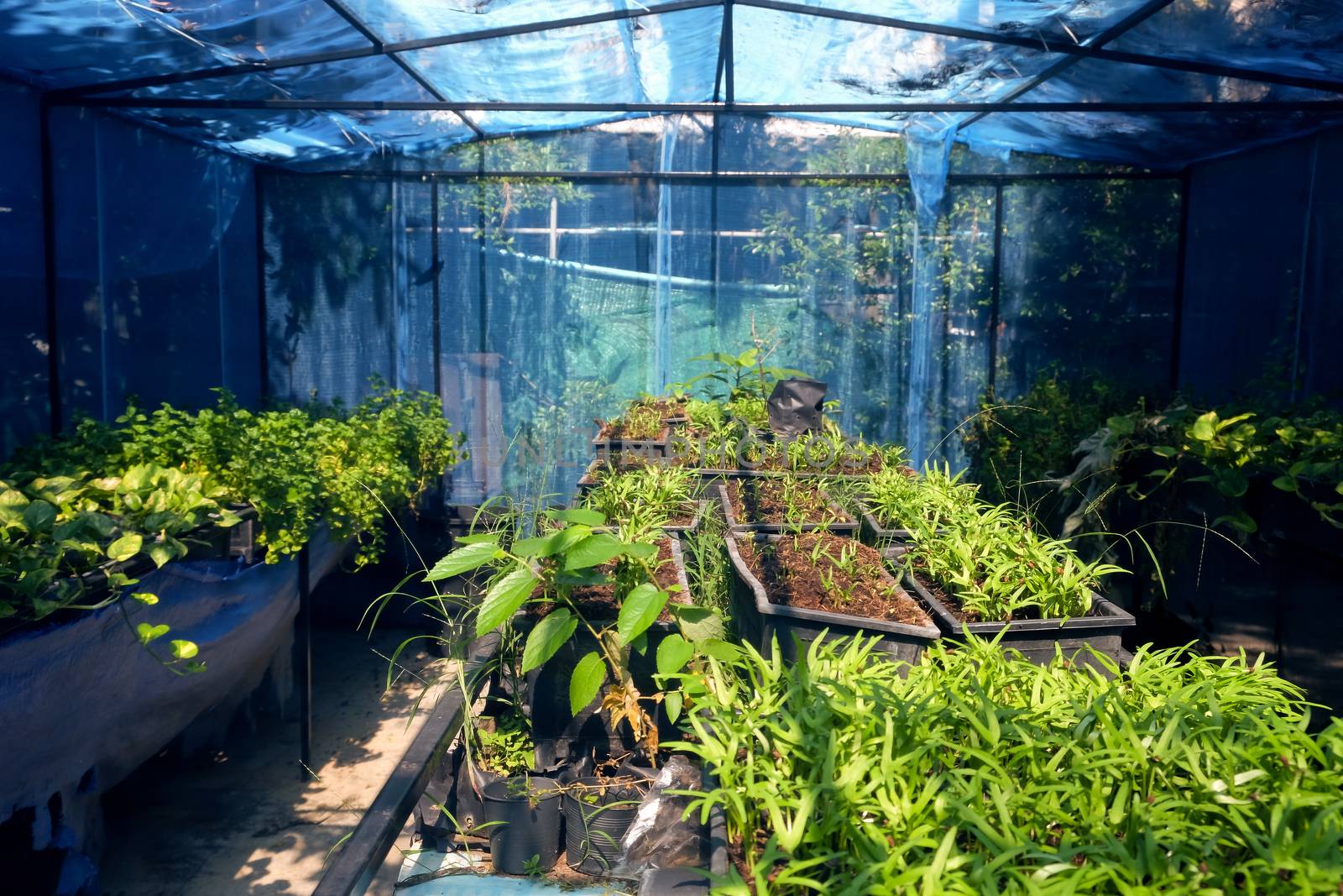 Greenhouse with cultivation of several plants