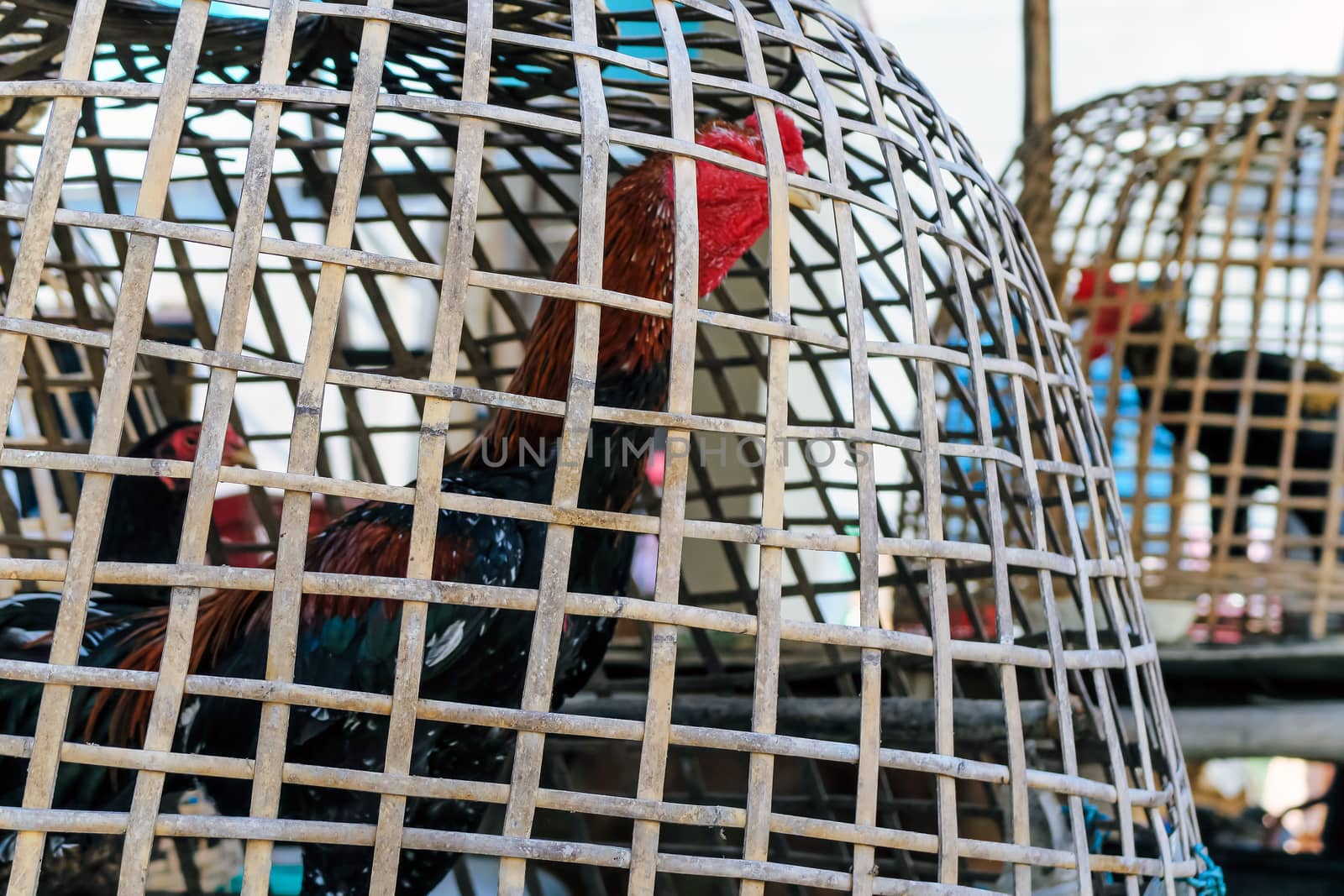 Close up image of Chicken coop