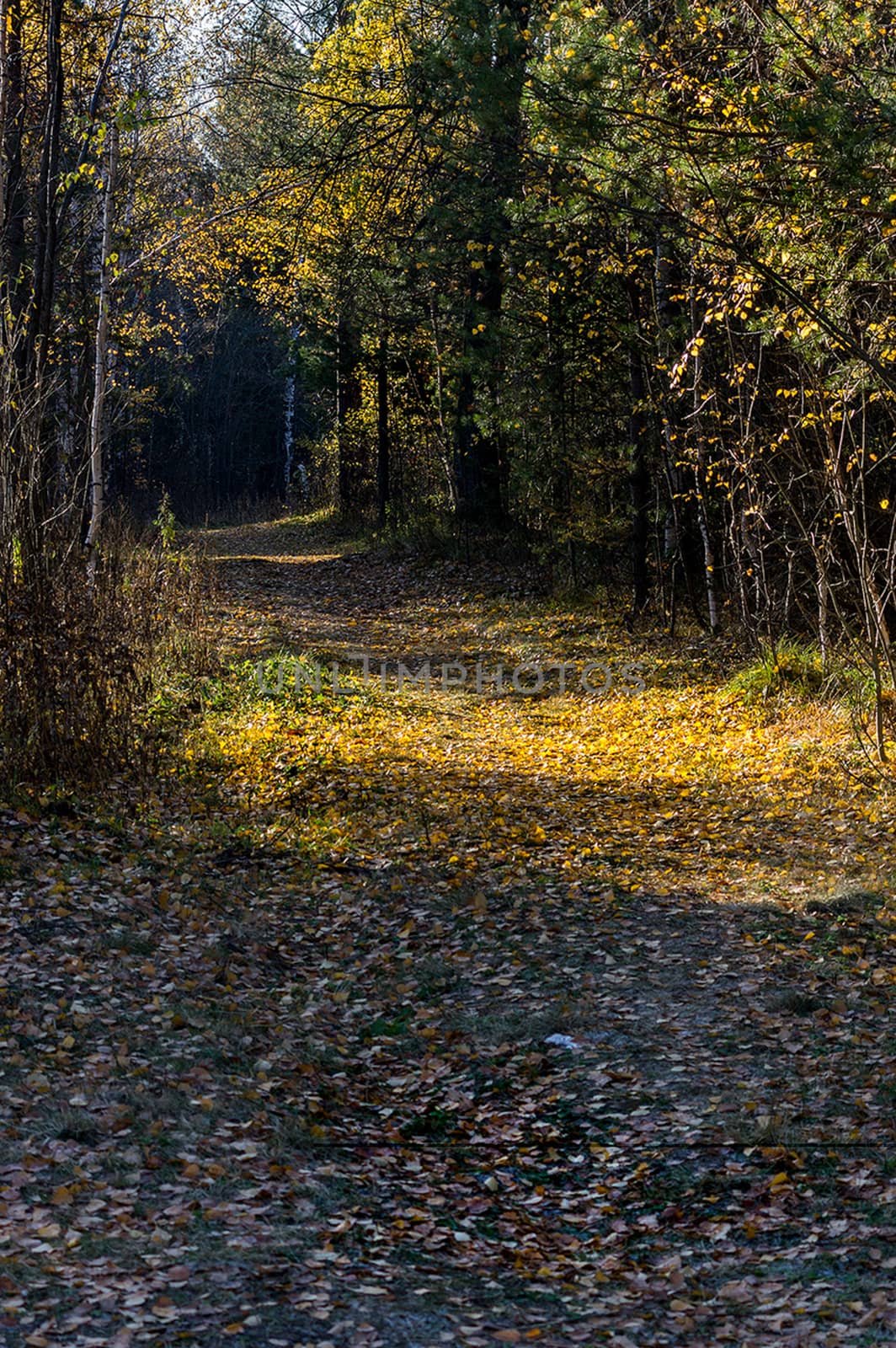 Beautiful autumn forest. A leaffall in woods. Birches and needles. by DePo