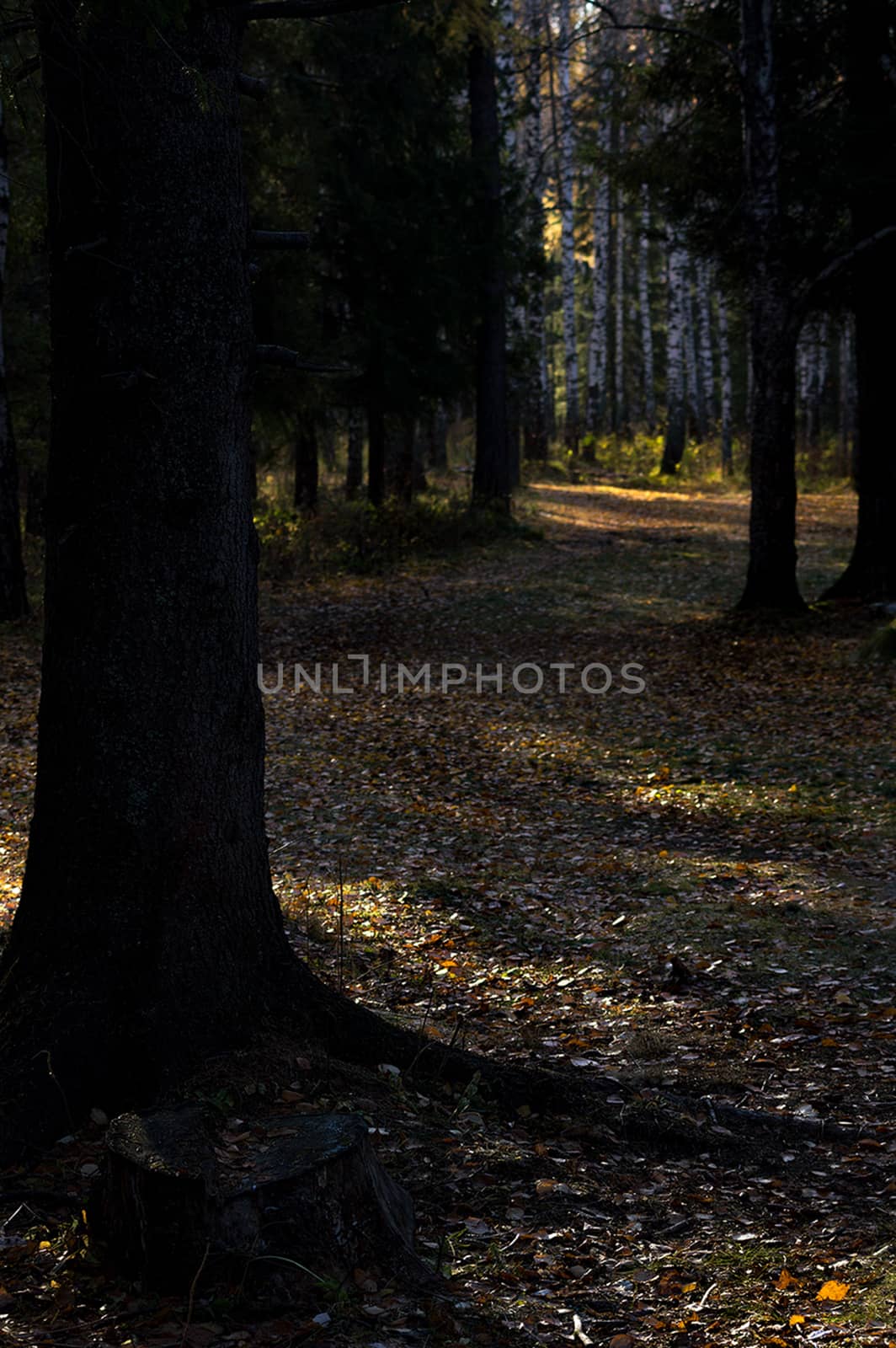 Beautiful autumn forest. A leaffall in woods. Birches and needles. by DePo