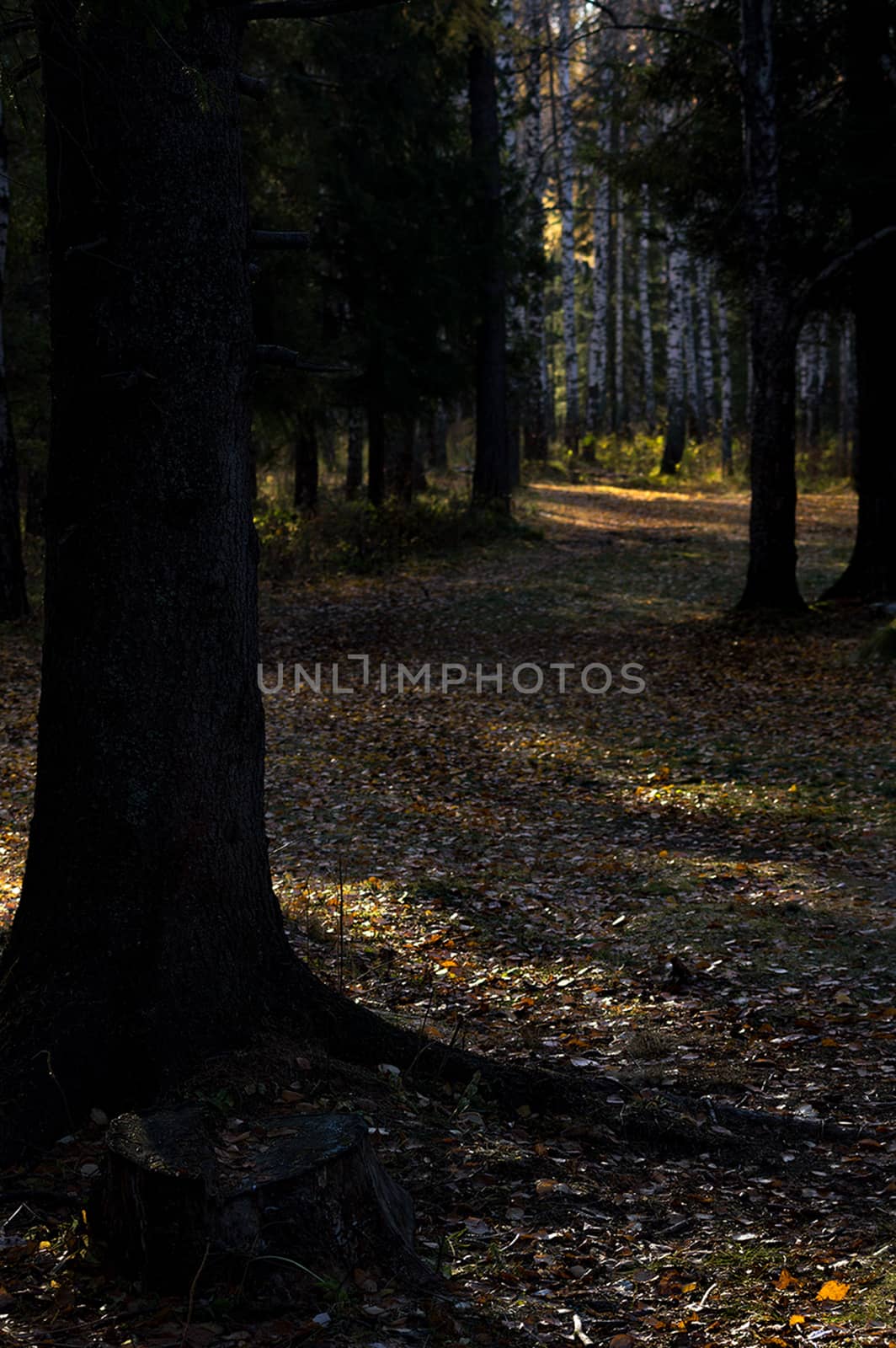 Beautiful autumn forest. A leaffall in the woods. Birches and needles.