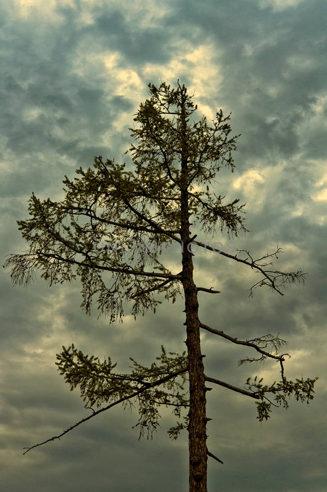 Coniferous pine tree against cloud sky. by DePo