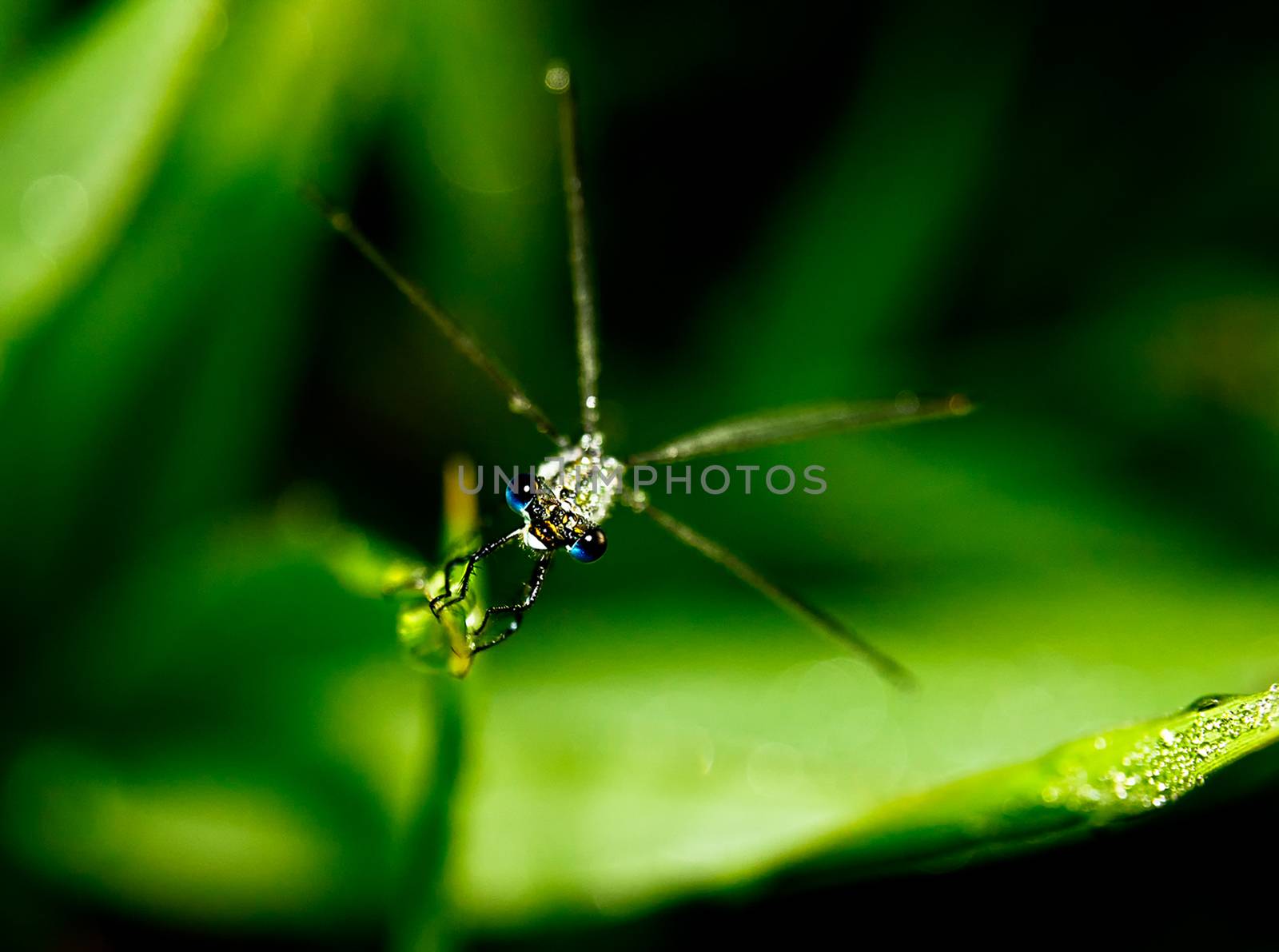 Macro photo of a isotopia insect.