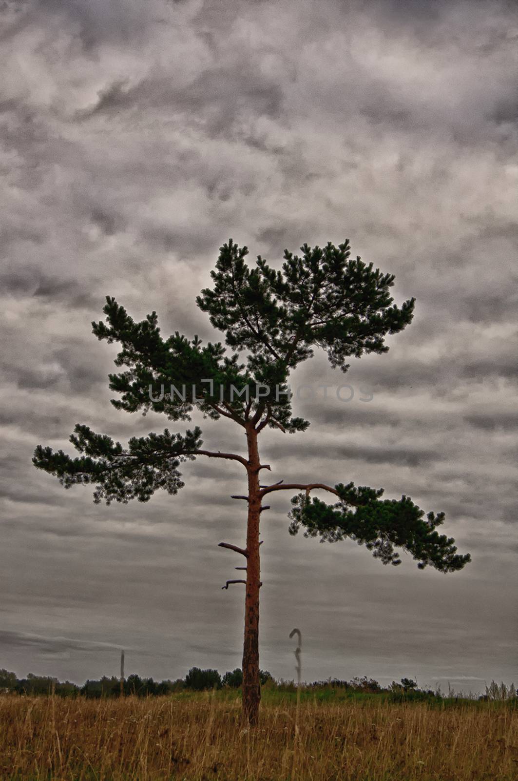 Nature landscape is forest and grass. Beautiful by DePo