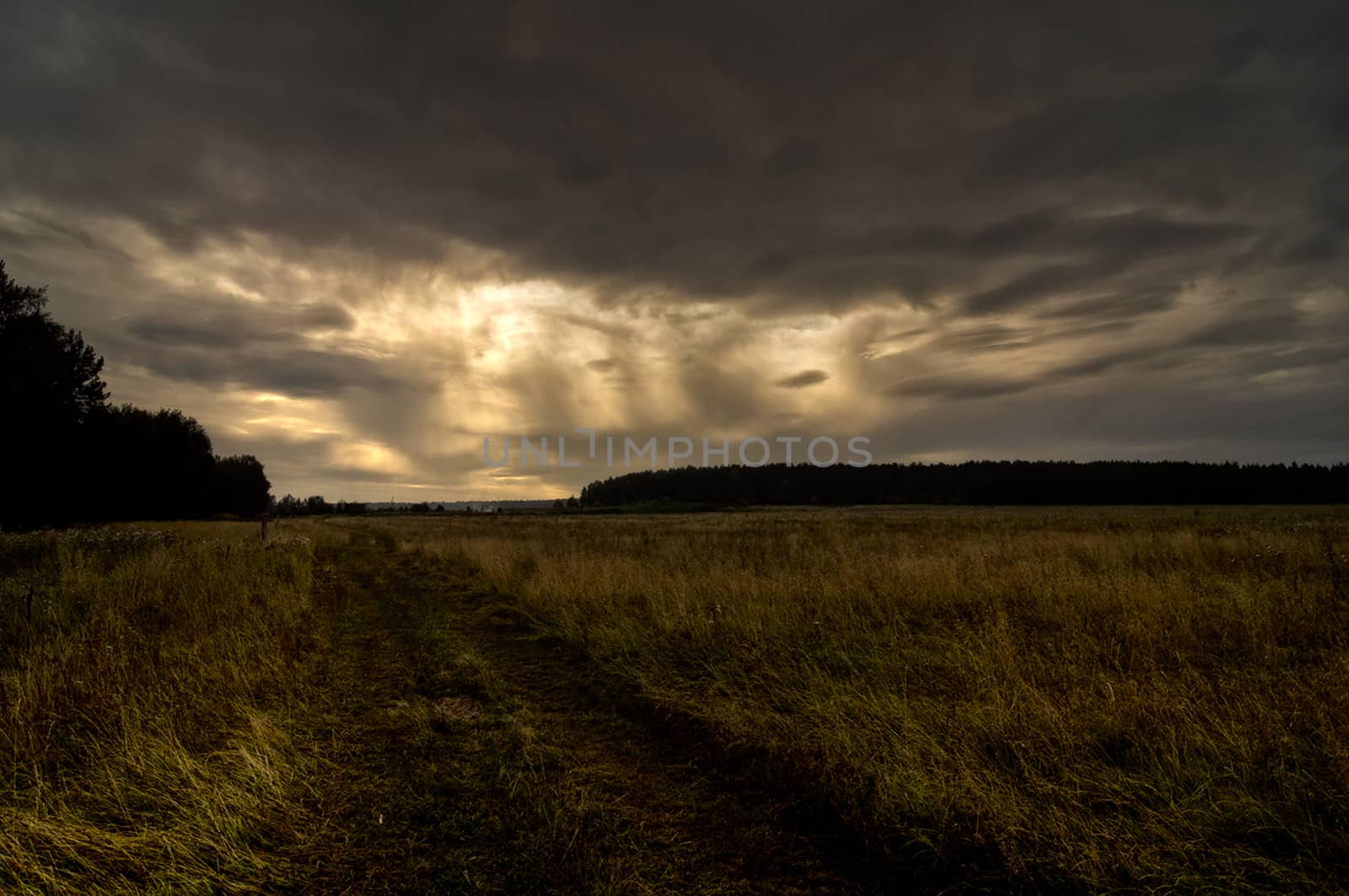 Nature landscape is forest and grass. Beautiful landscape.