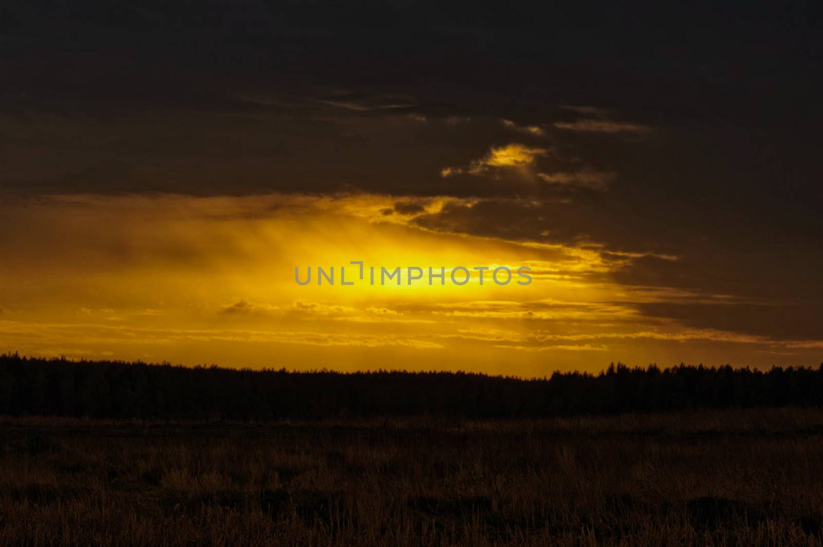Nature landscape is forest and grass. Beautiful landscape.