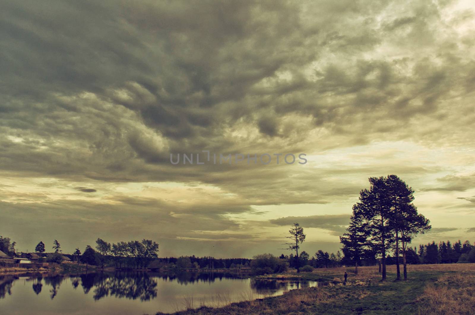 Nature landscape is forest and grass. Beautiful landscape.