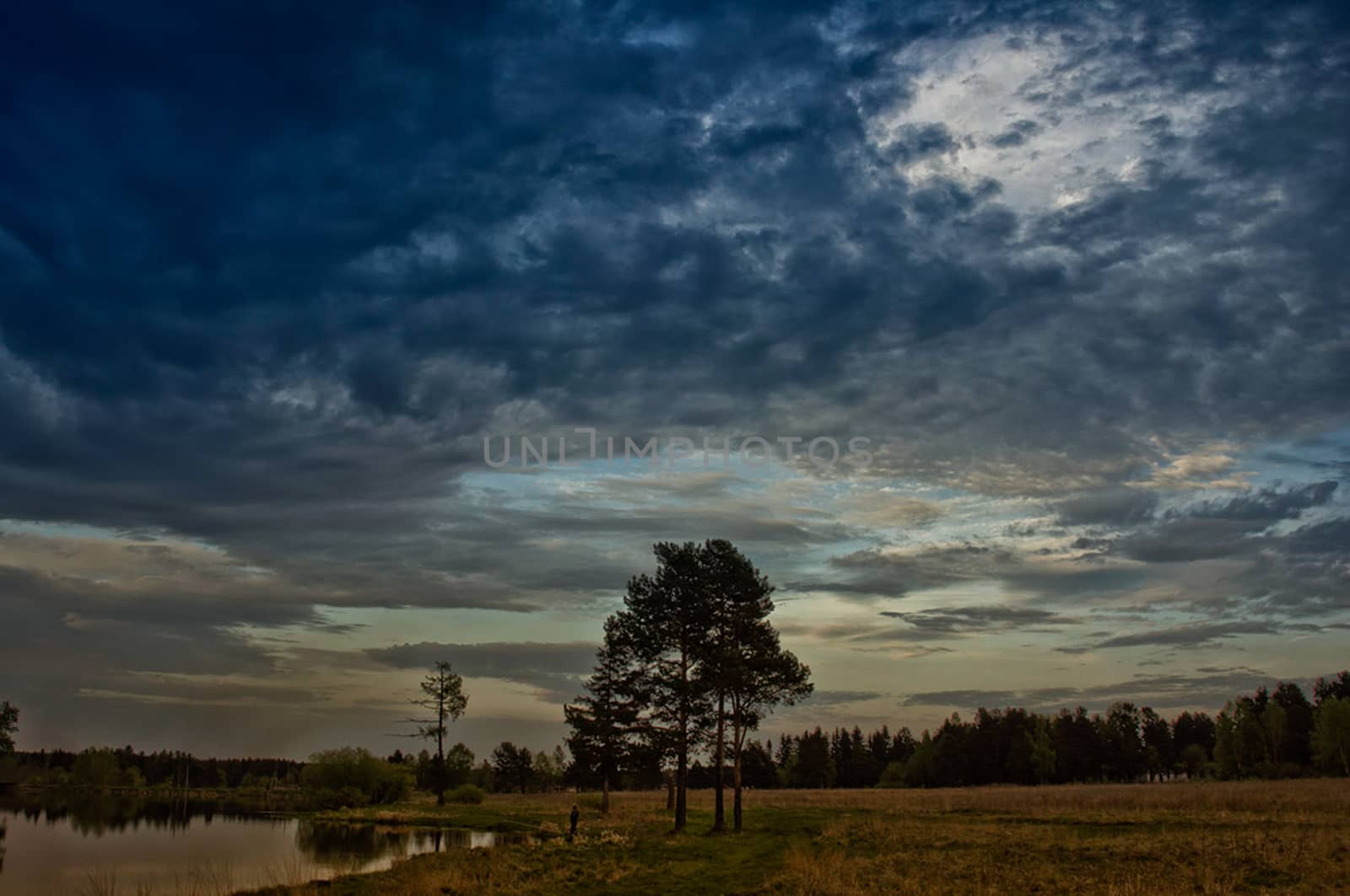 Nature landscape is forest and grass. Beautiful landscape.
