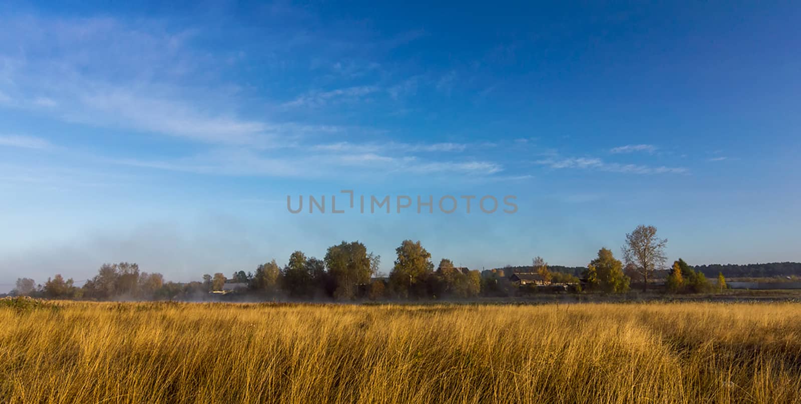 Nature landscape is forest and grass. Beautiful landscape.
