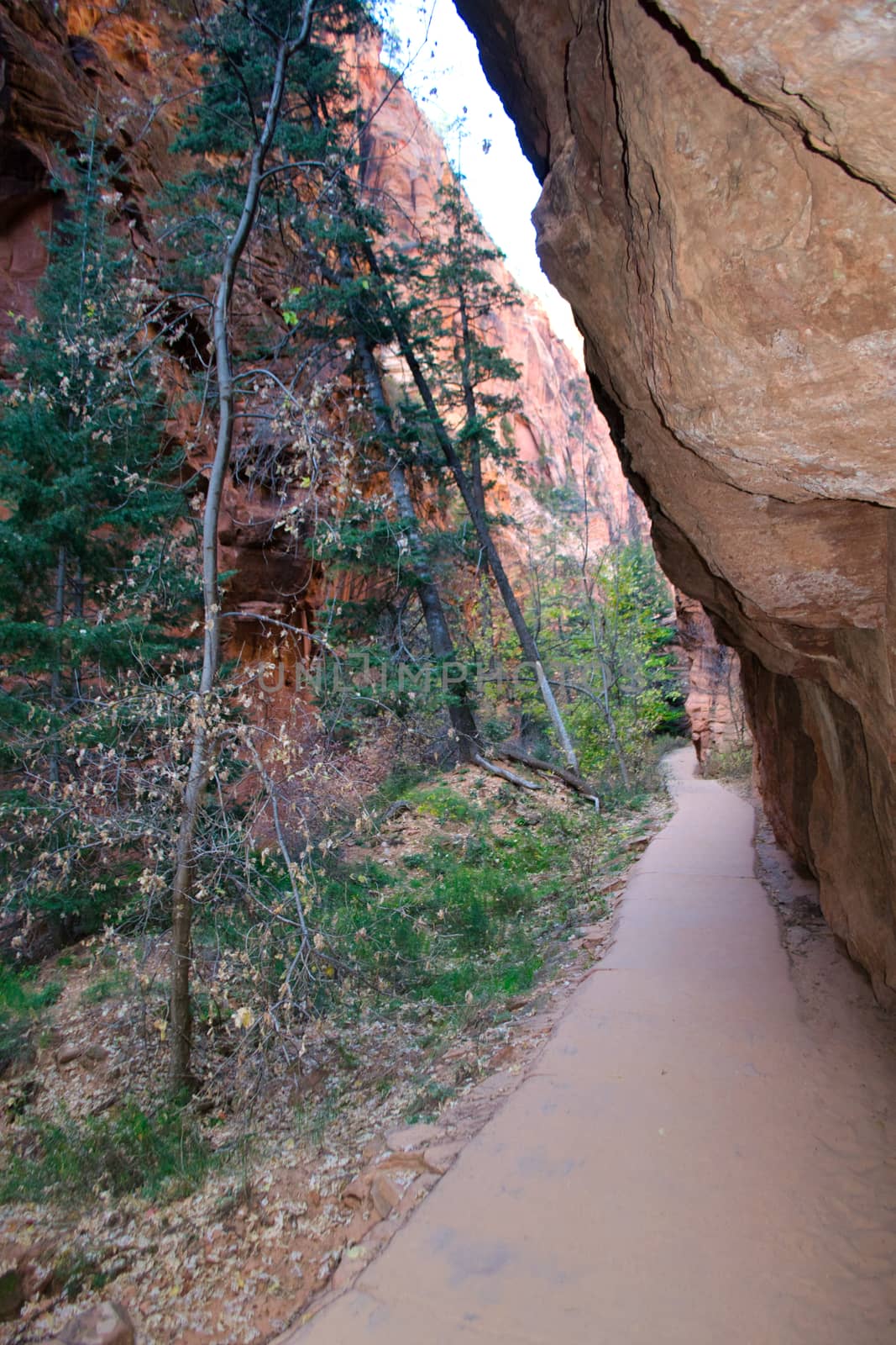 Hiking trail at Angels Landing in Zion national park, Utah, USA by kb79