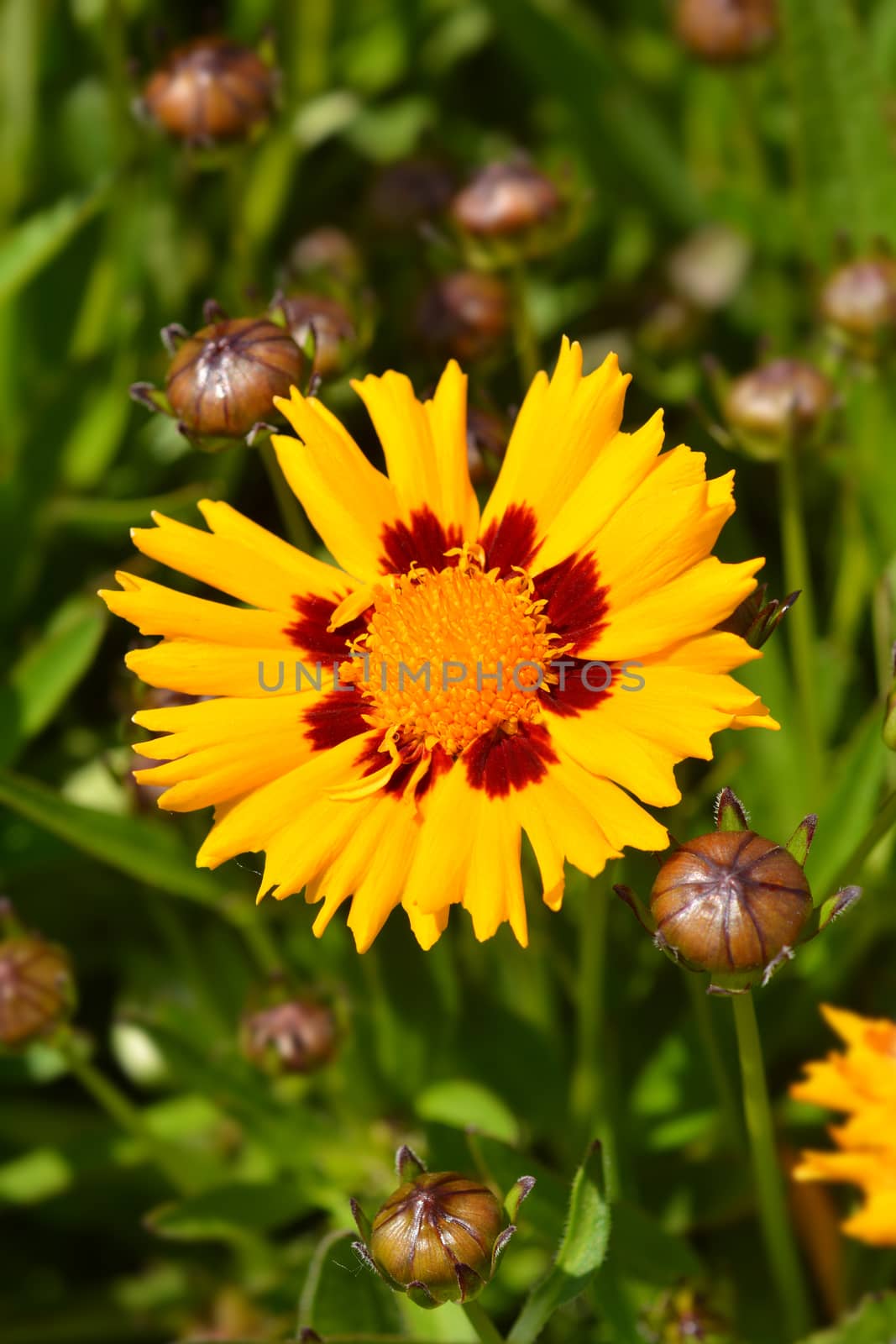 Large-flowered Tickseed flower - Latin name - Coreopsis grandiflora