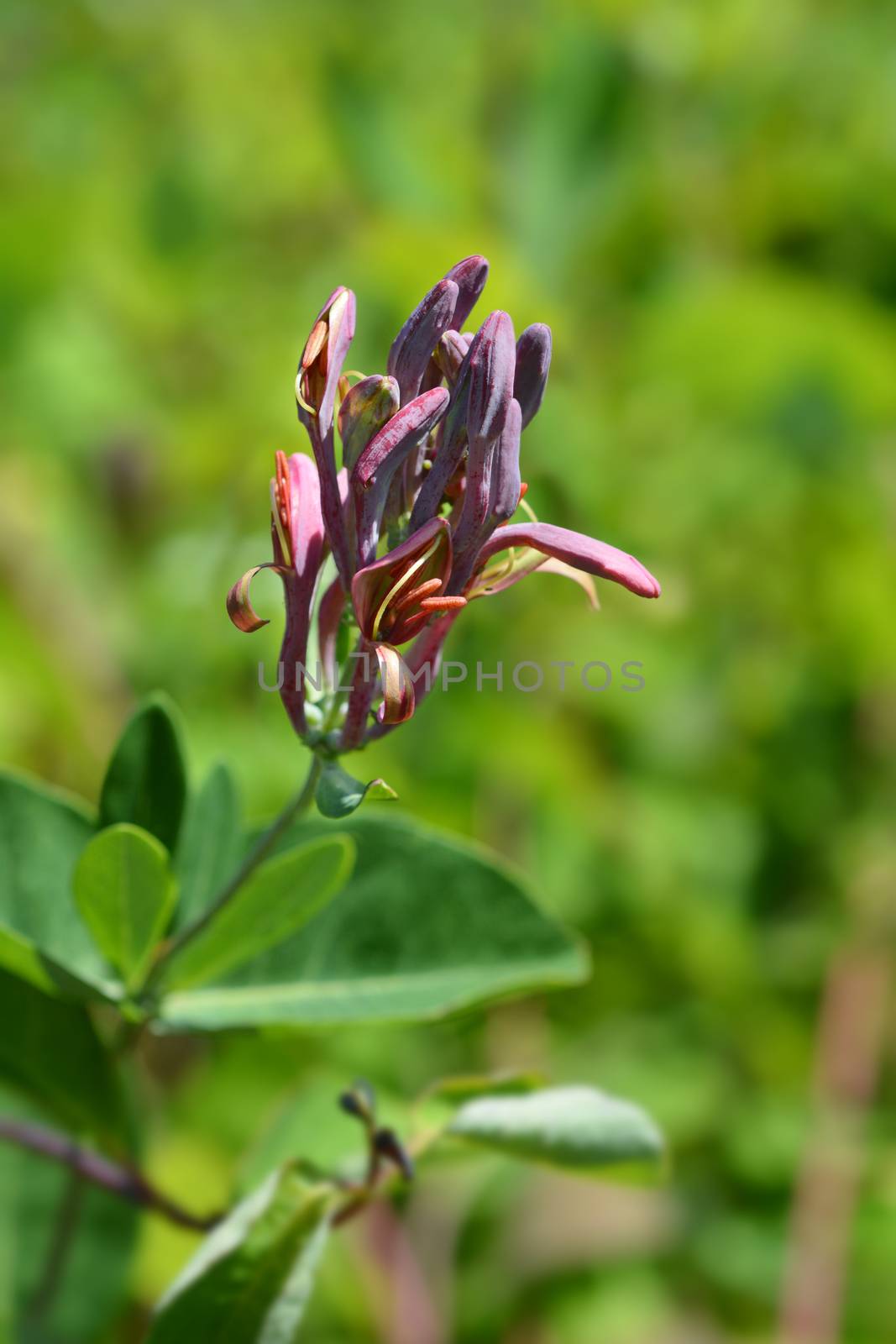 Honeysuckle American Beauty flower buds - Latin name - Lonicera x heckrottii American Beauty