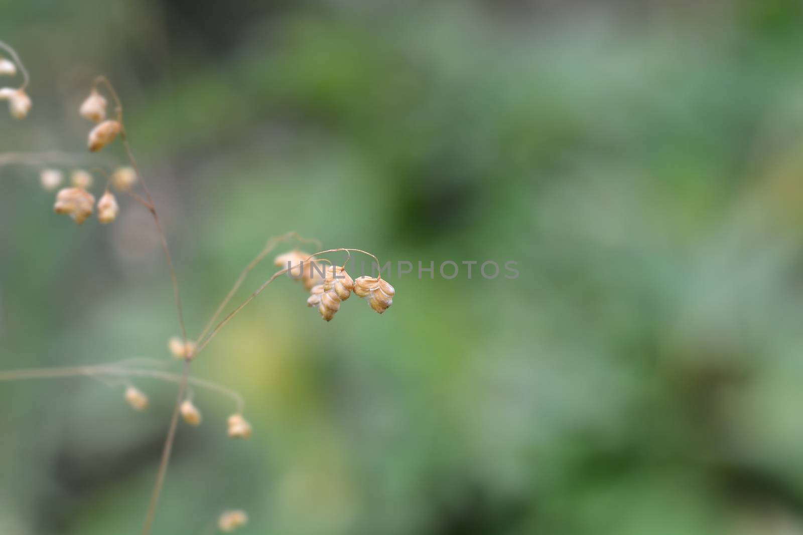 Common quaking grass - Latin name - Briza media