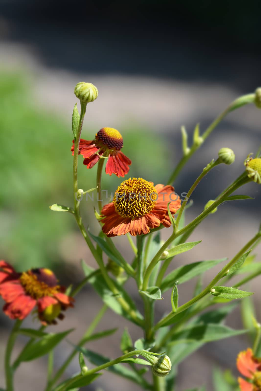 Sneezeweed Red Glory flowers - Latin name - Helenium Red Glory