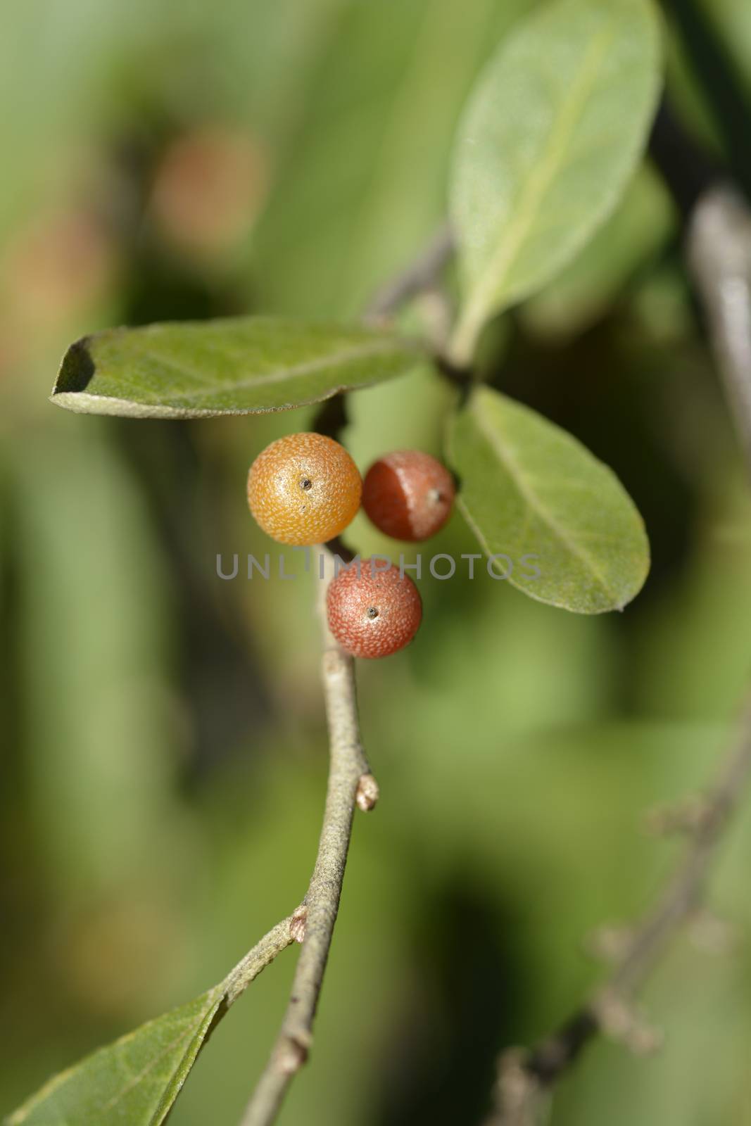 Autumn olive branch - Latin name - Elaeagnus umbellata