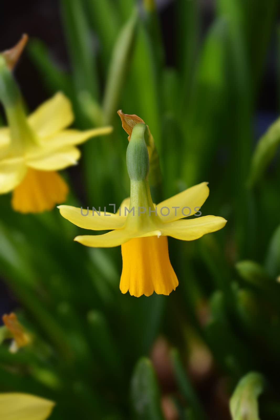 Daffodil Tete a Tete - Latin name - Narcissus cyclamineus Tete a Tete