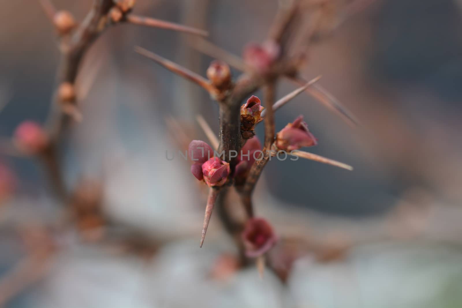 Purple Japanese barberry berries - Latin name - Berberis thunbergii f. atropurpurea