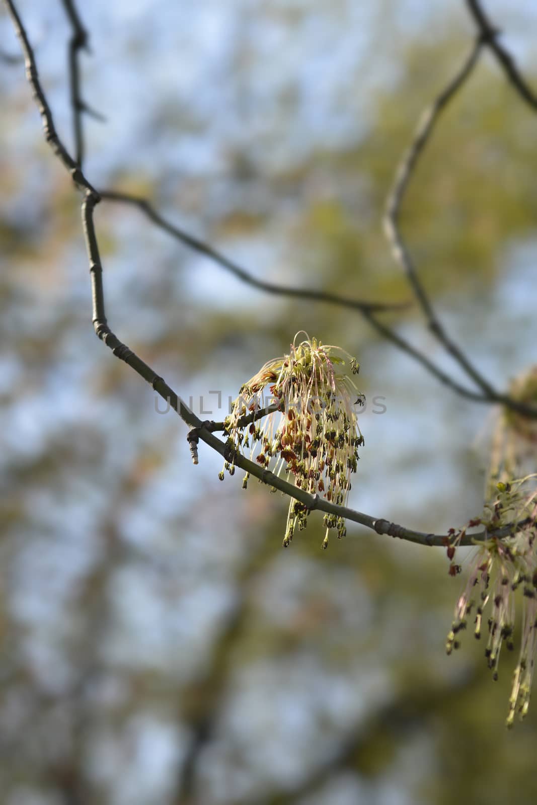 Boxelder maple - Latin name - Acer negundo