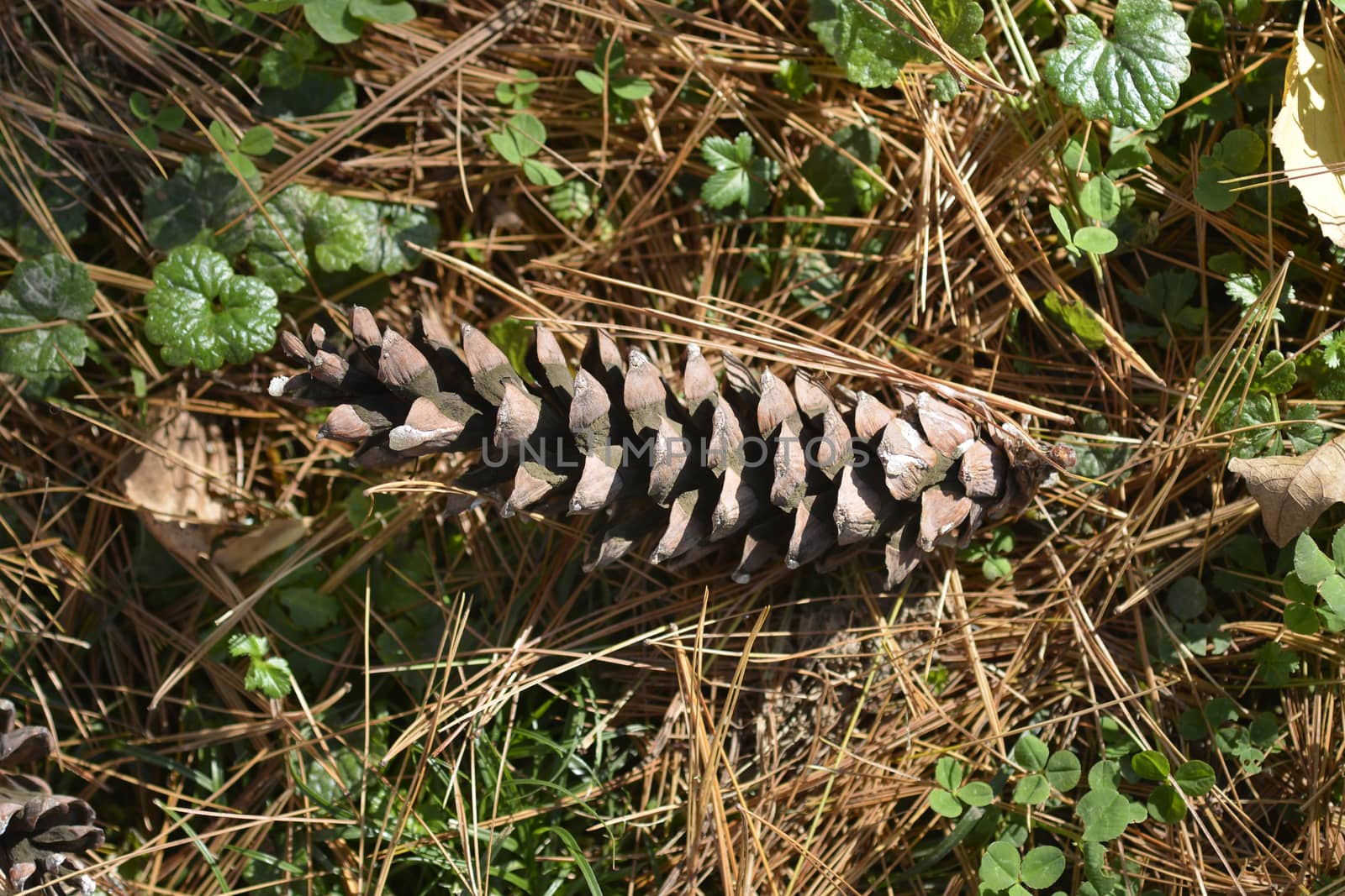 Eastern white pine cone on the ground - Latin name - Pinus strobus