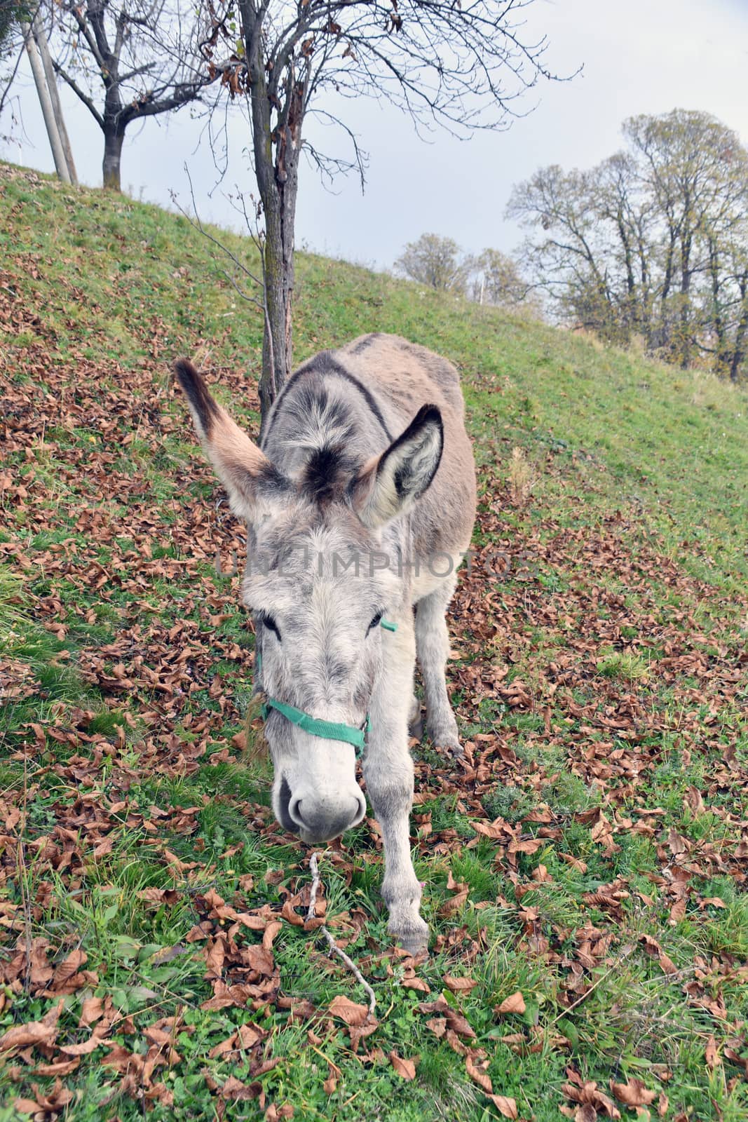 The donkey by bongia