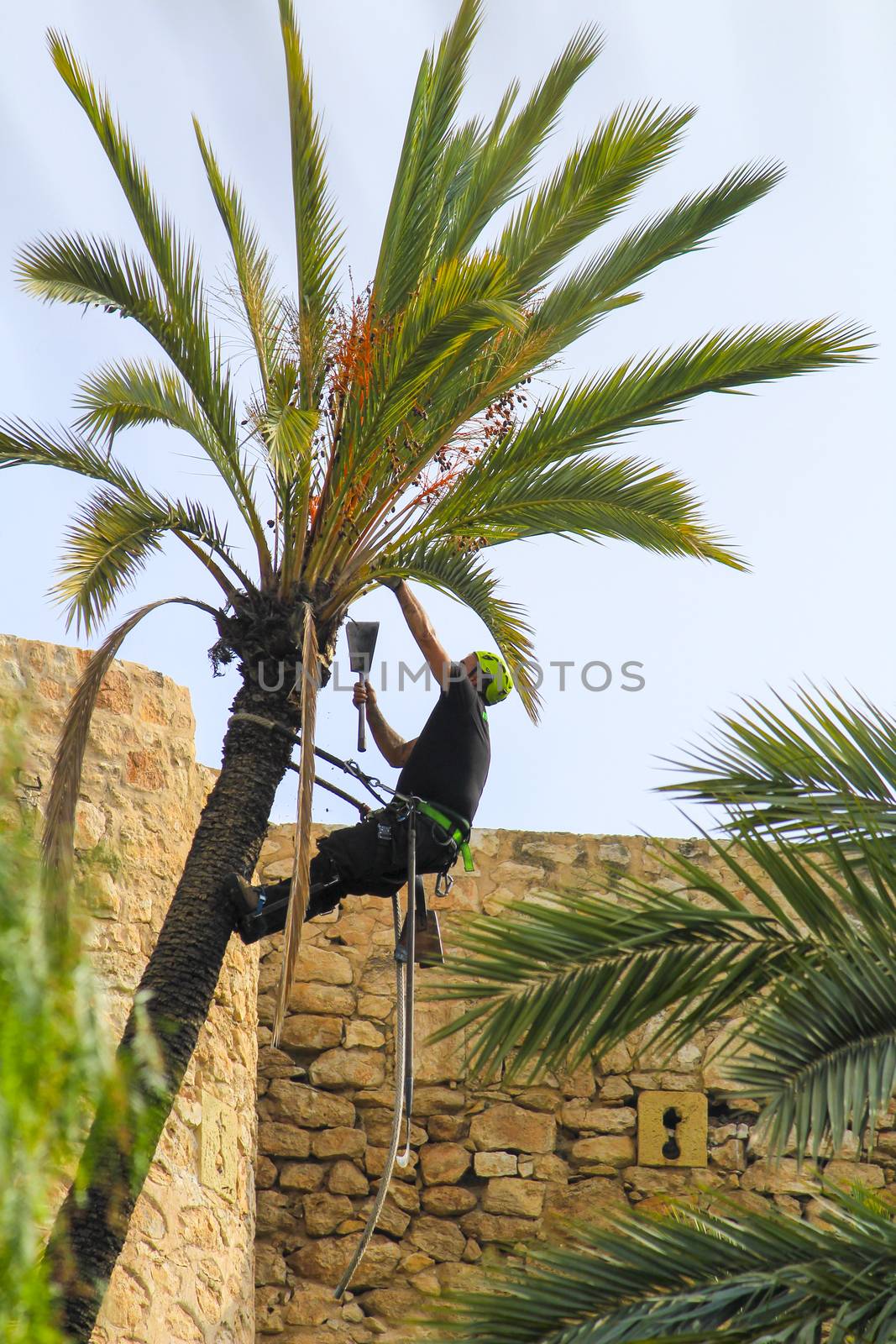 Elche, Alicante, Spain- November 18, 2020: Man climbing and doing pruning works on palm tree in a sunny day of Autumn