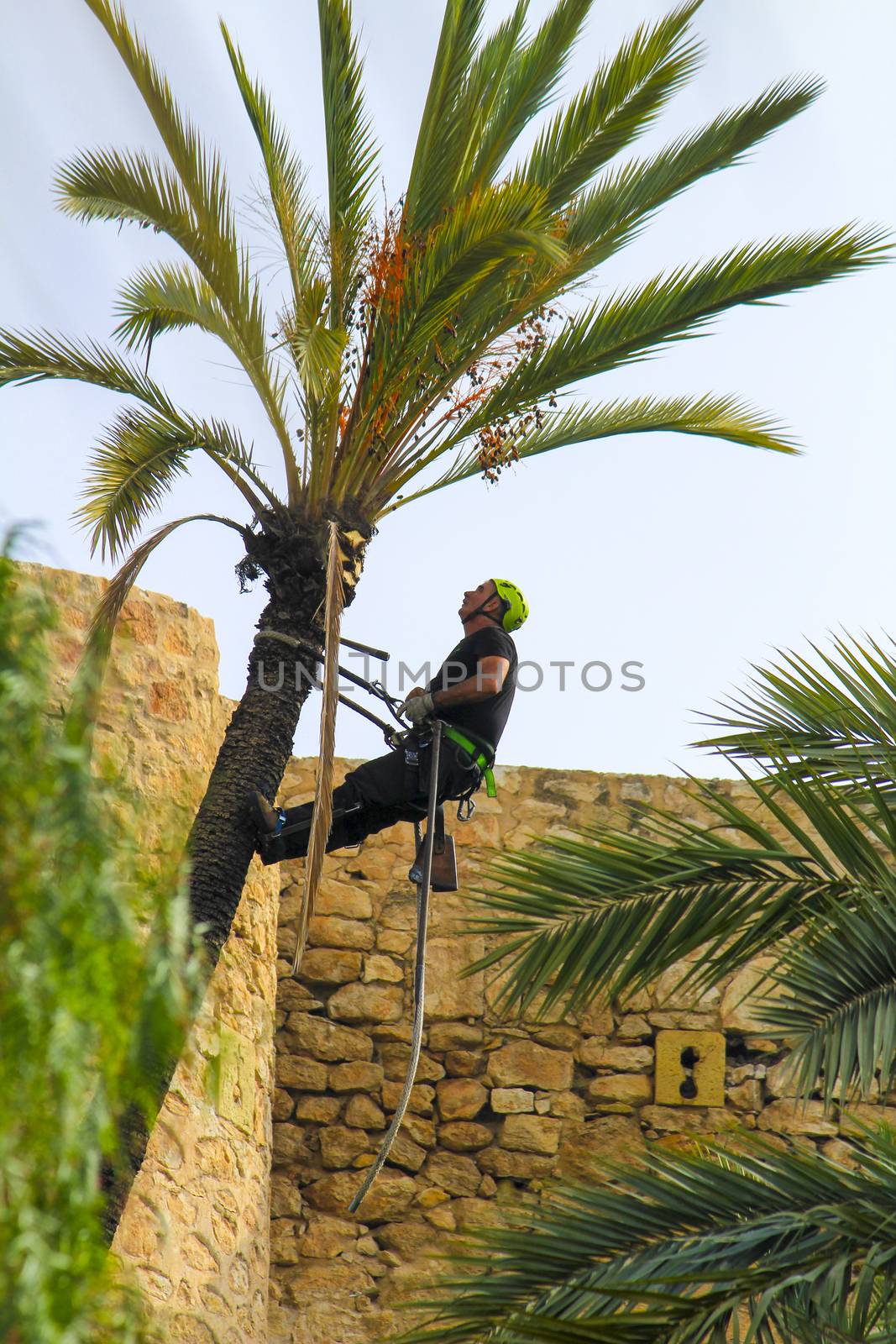 Elche, Alicante, Spain- November 18, 2020: Man climbing and doing pruning works on palm tree in a sunny day of Autumn