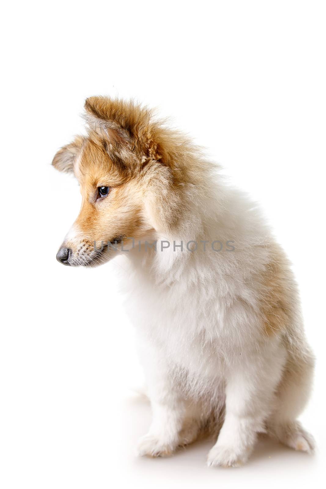 Shetland Sheepdog sitting against white background. by 9parusnikov