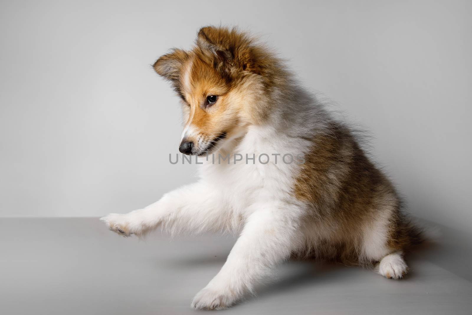 Shetland Sheepdog playing against gray background. by 9parusnikov