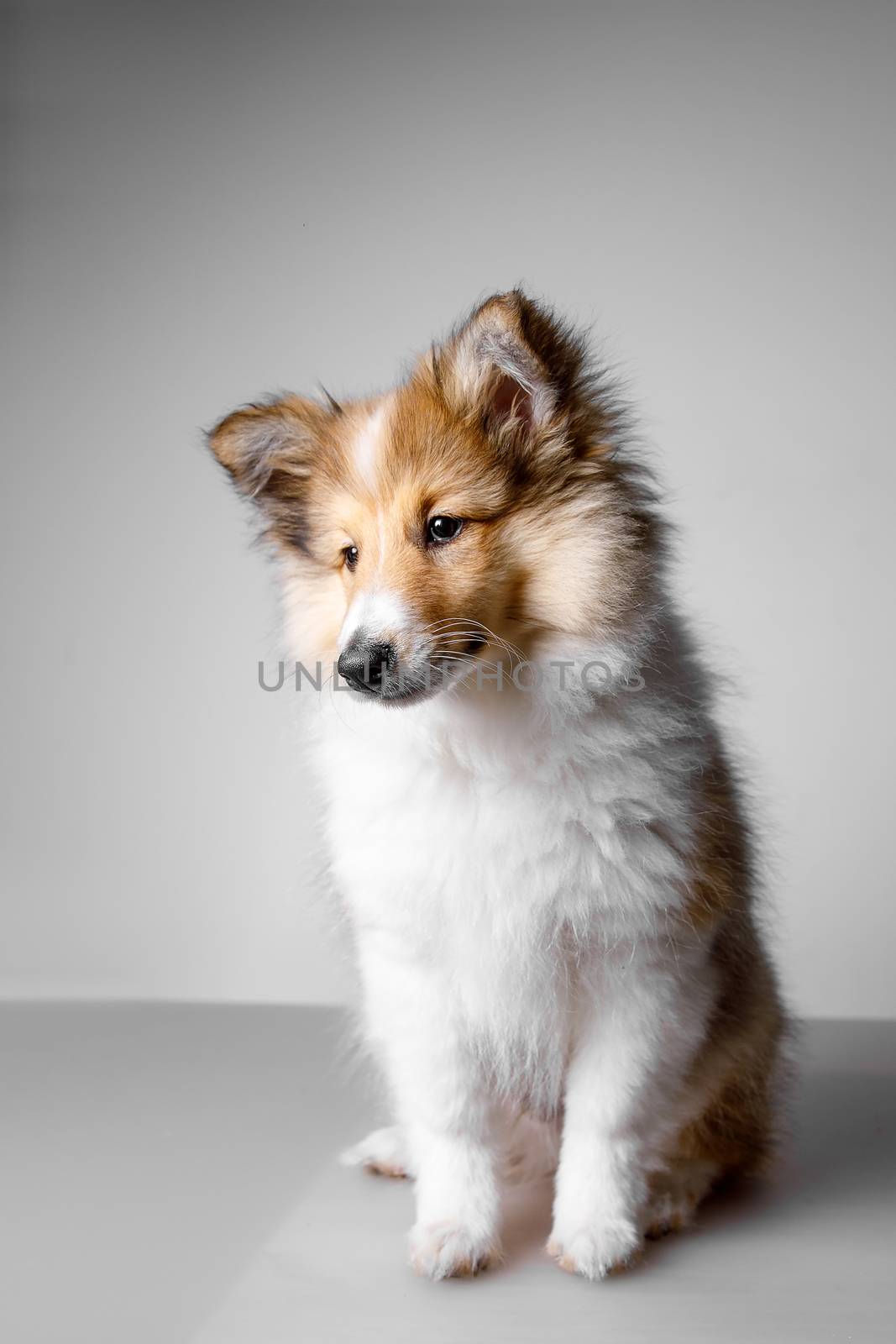 Shetland Sheepdog sitting against white background. by 9parusnikov