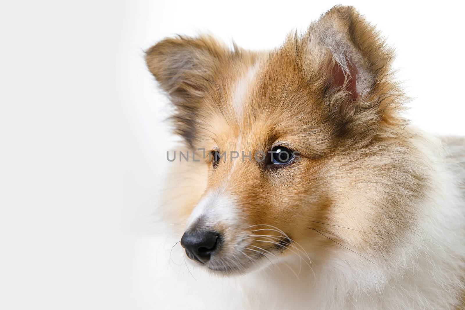 Shetland Sheepdog sitting against white background. by 9parusnikov