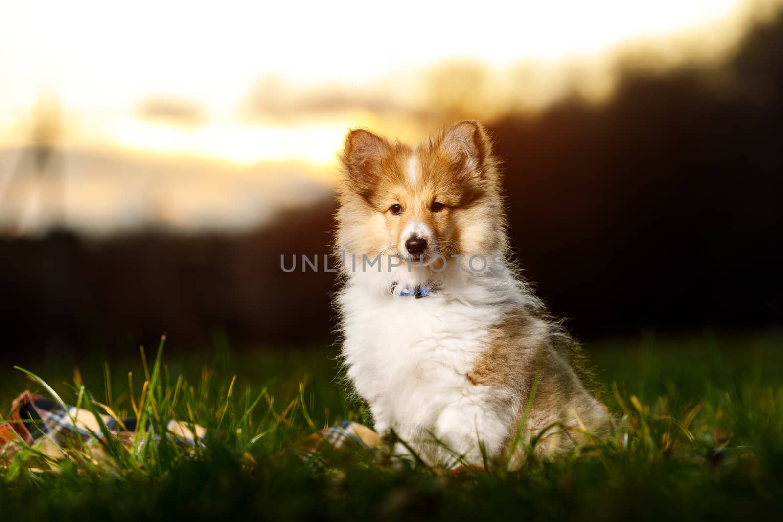 Shetland Sheepdog Puppy. Sheltie on sunset. by 9parusnikov