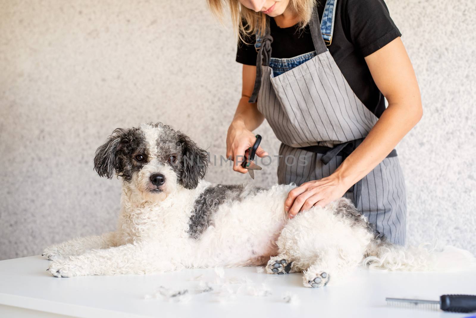Pet care. Blond woman grooming a bichon frise dog at home. Selective focus