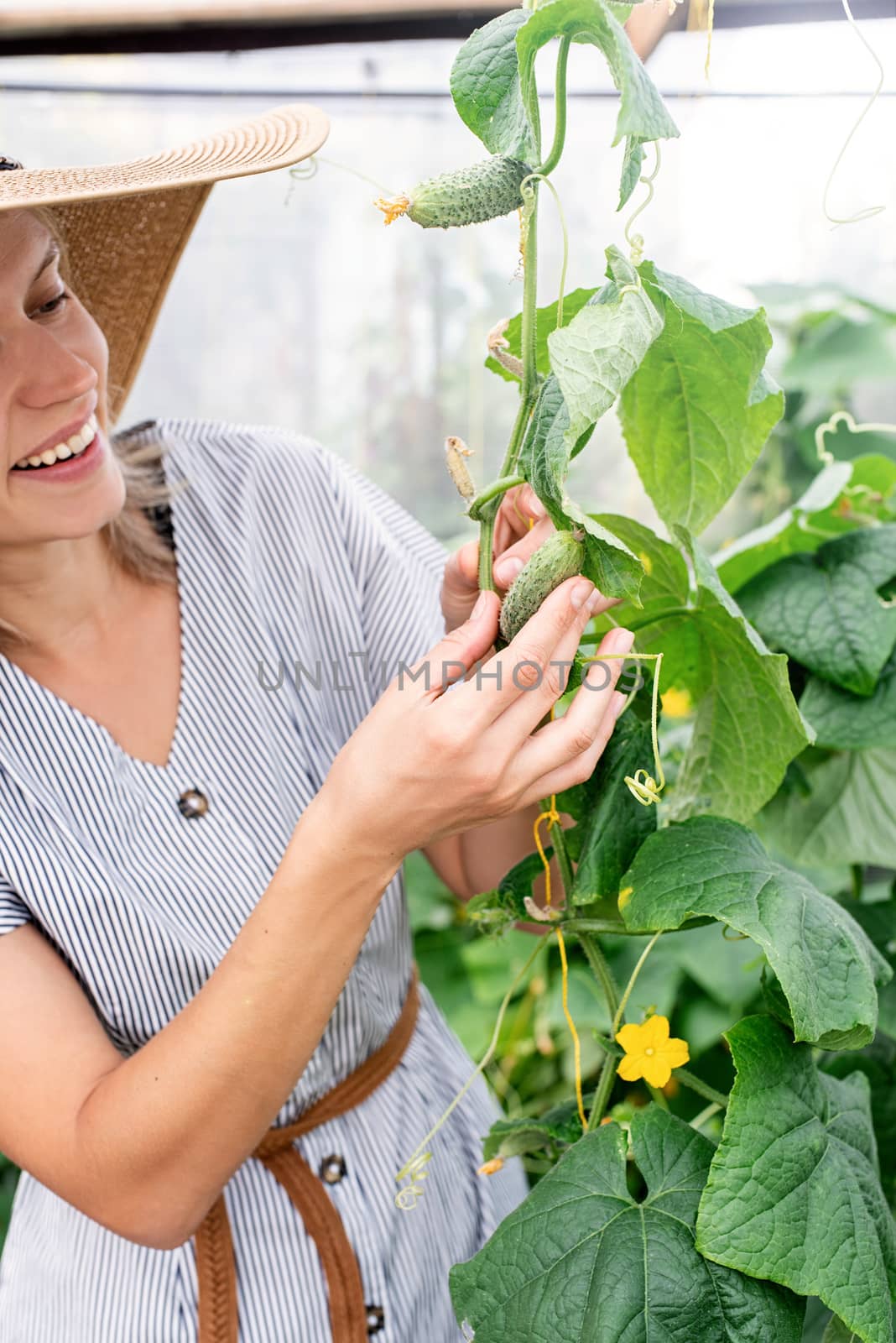 Beautiful young woman harvesting fresh cucumbers in the greenhouse by Desperada