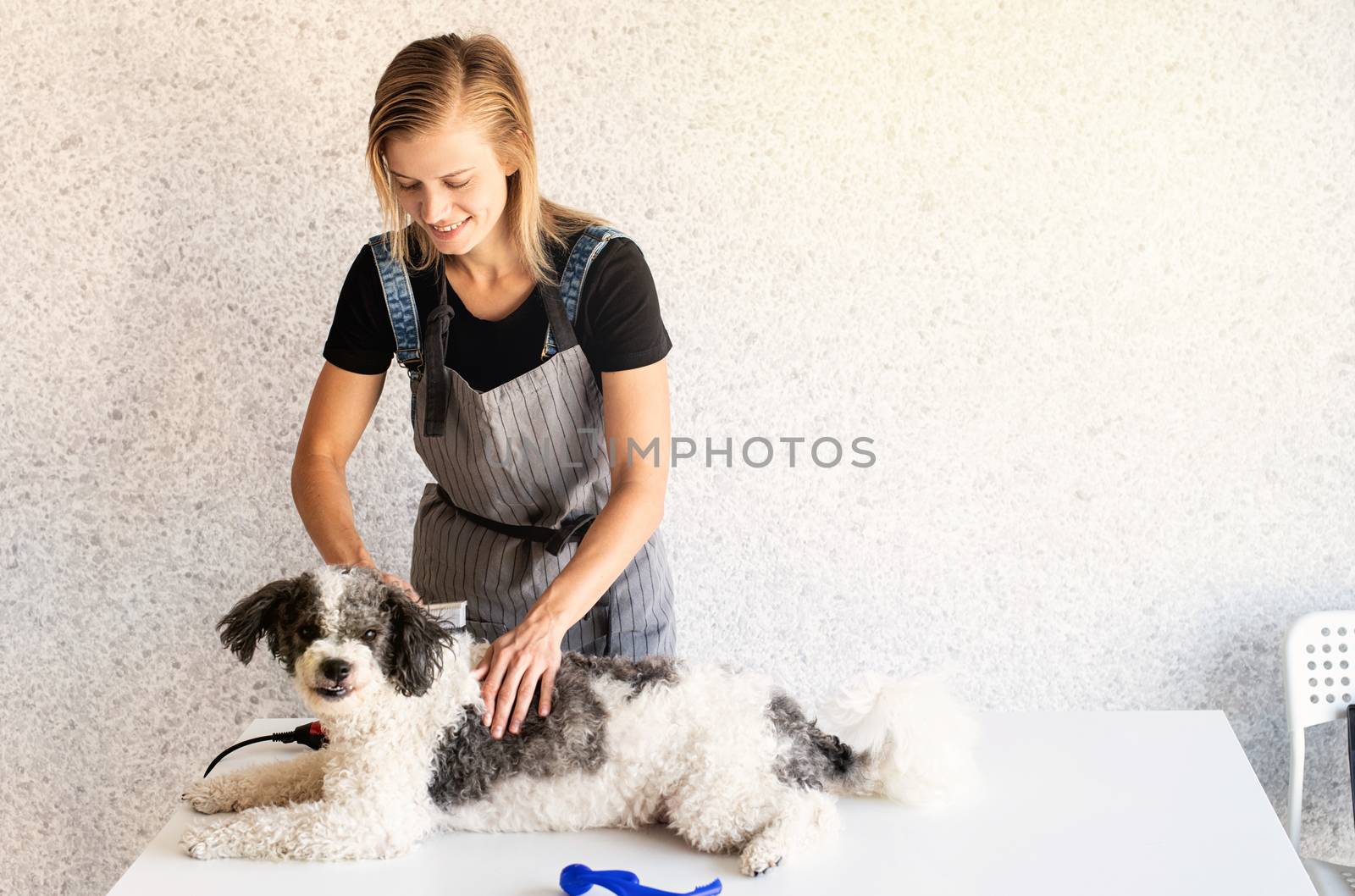 Pet care. Blond woman grooming a bichon frise dog at home. Selective focus