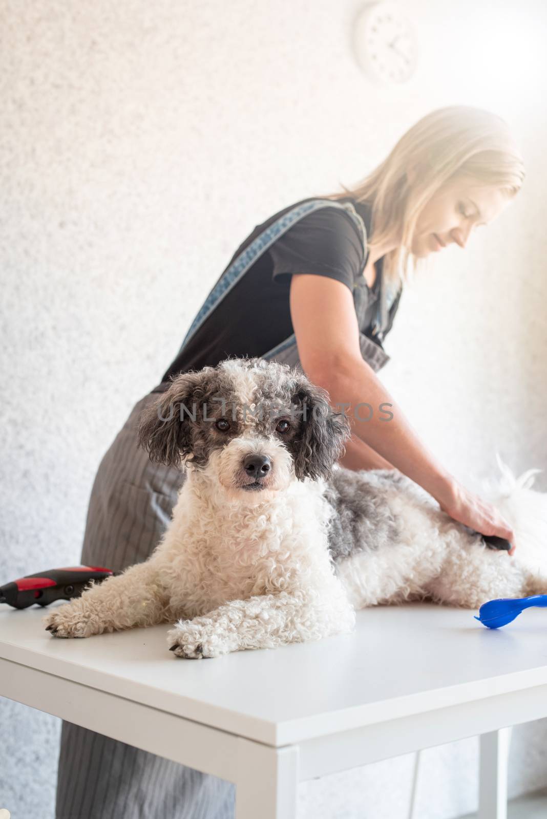 Blond woman grooming a dog at home by Desperada