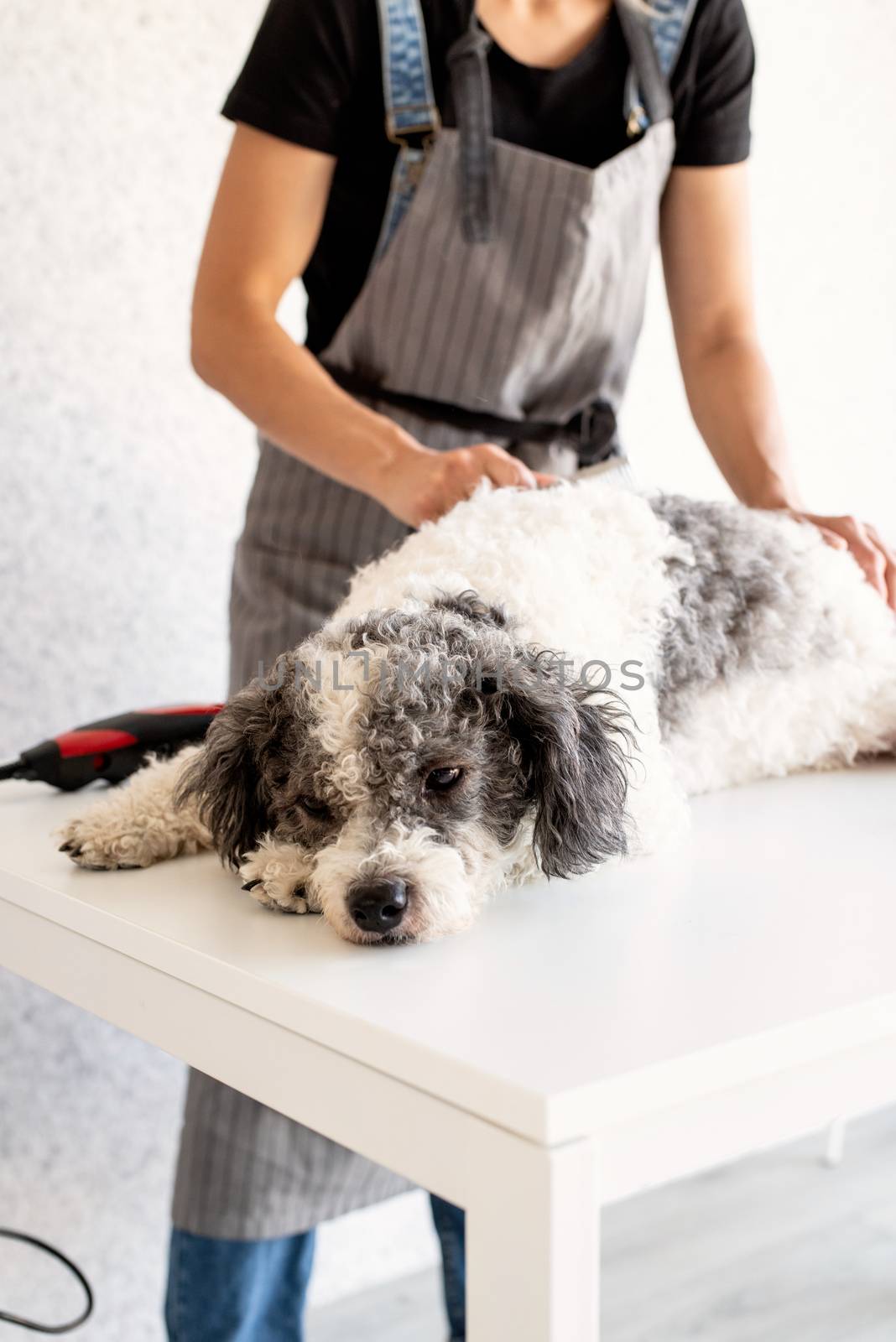 Pet care. Young woman grooming a bichon frise dog at home. Selective focus