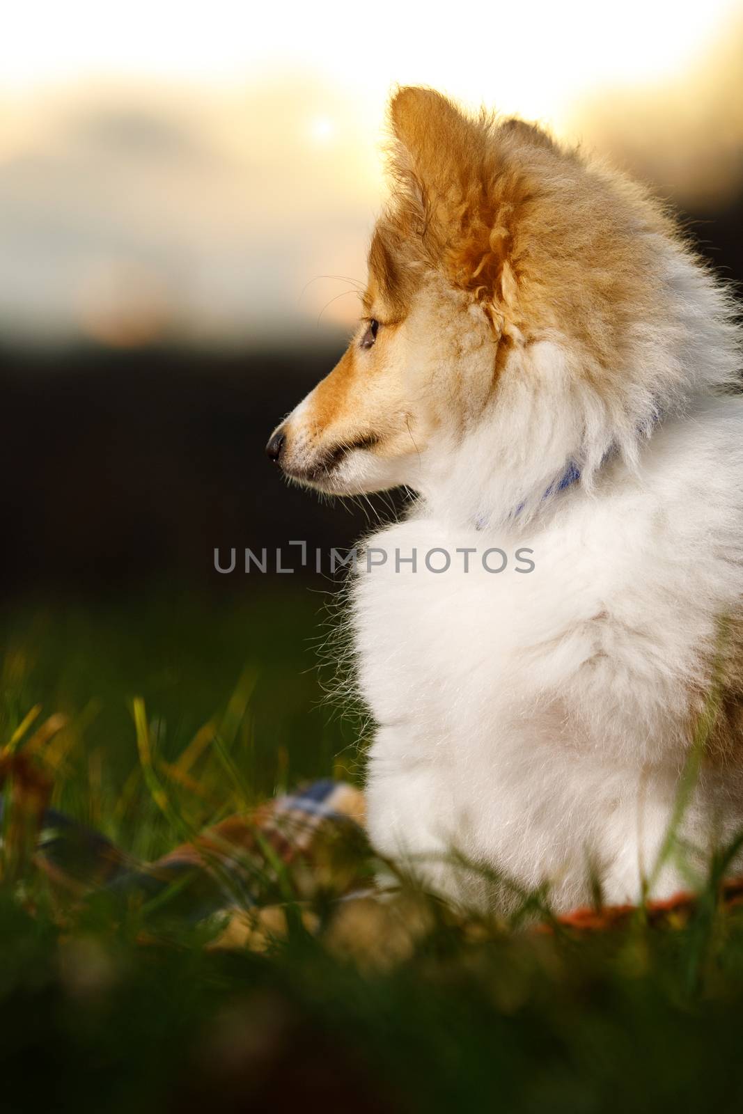 Shetland Sheepdog sitting against white background. by 9parusnikov