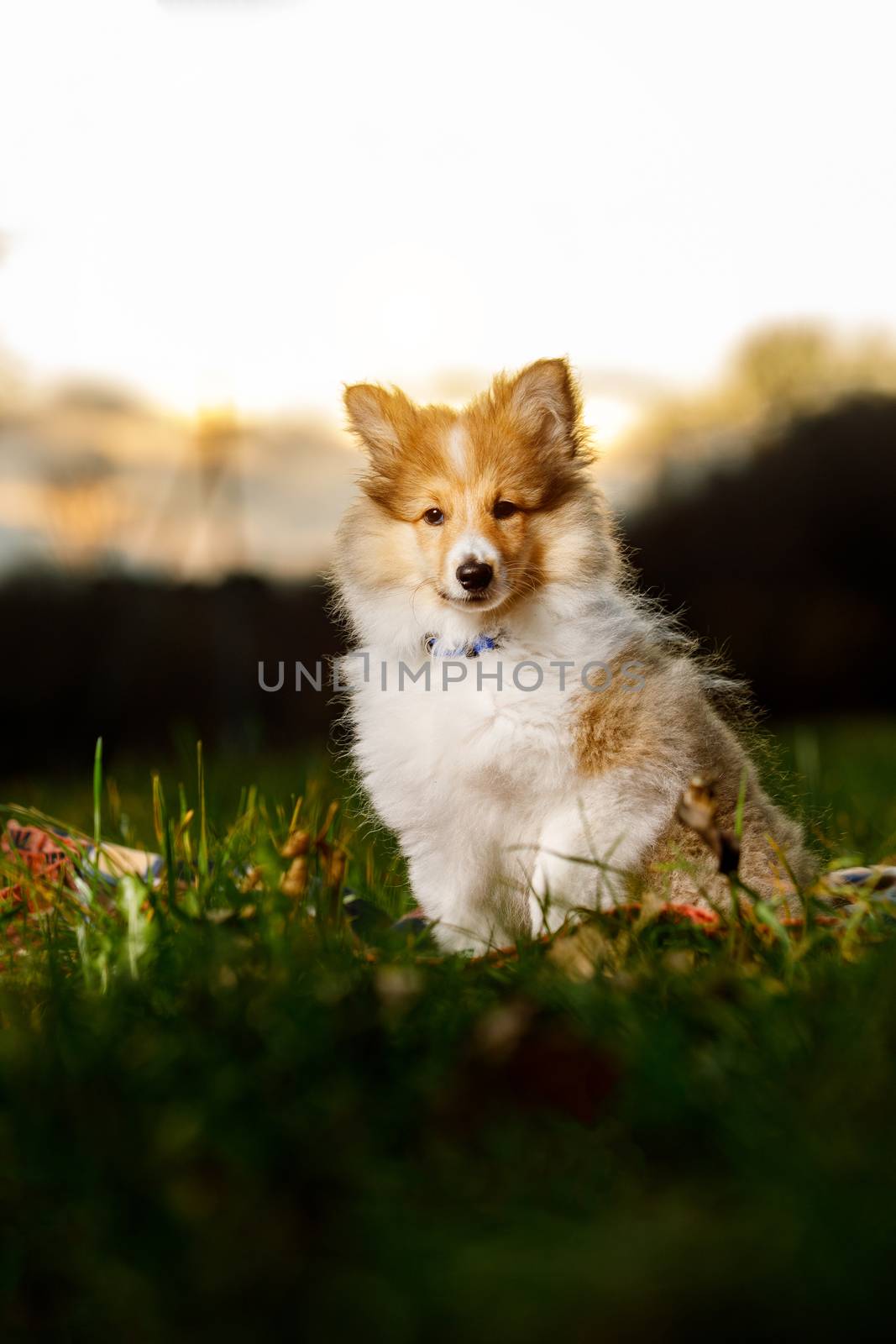 Shetland Sheepdog sitting against white background. by 9parusnikov