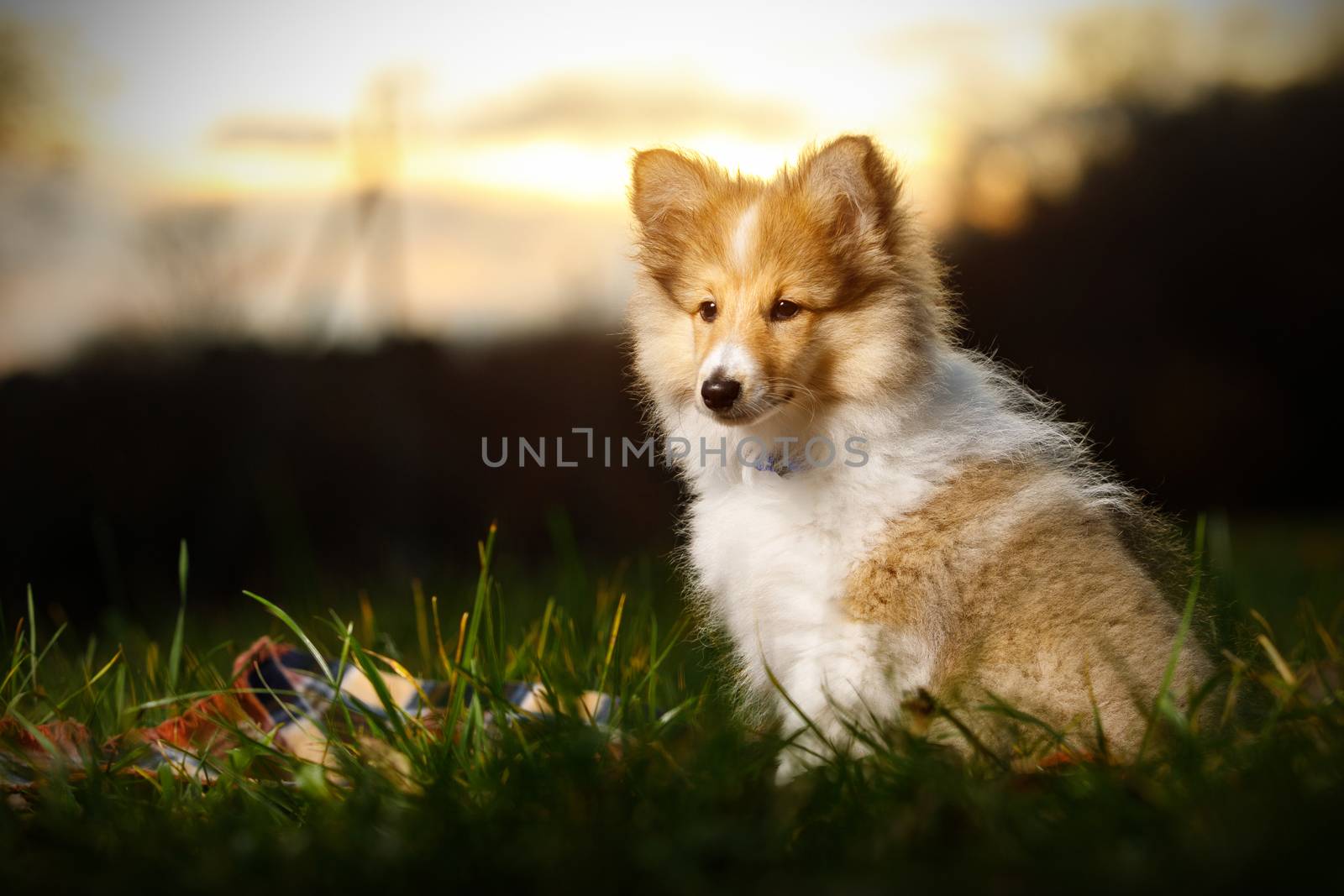 Shetland Sheepdog sitting against white background. by 9parusnikov