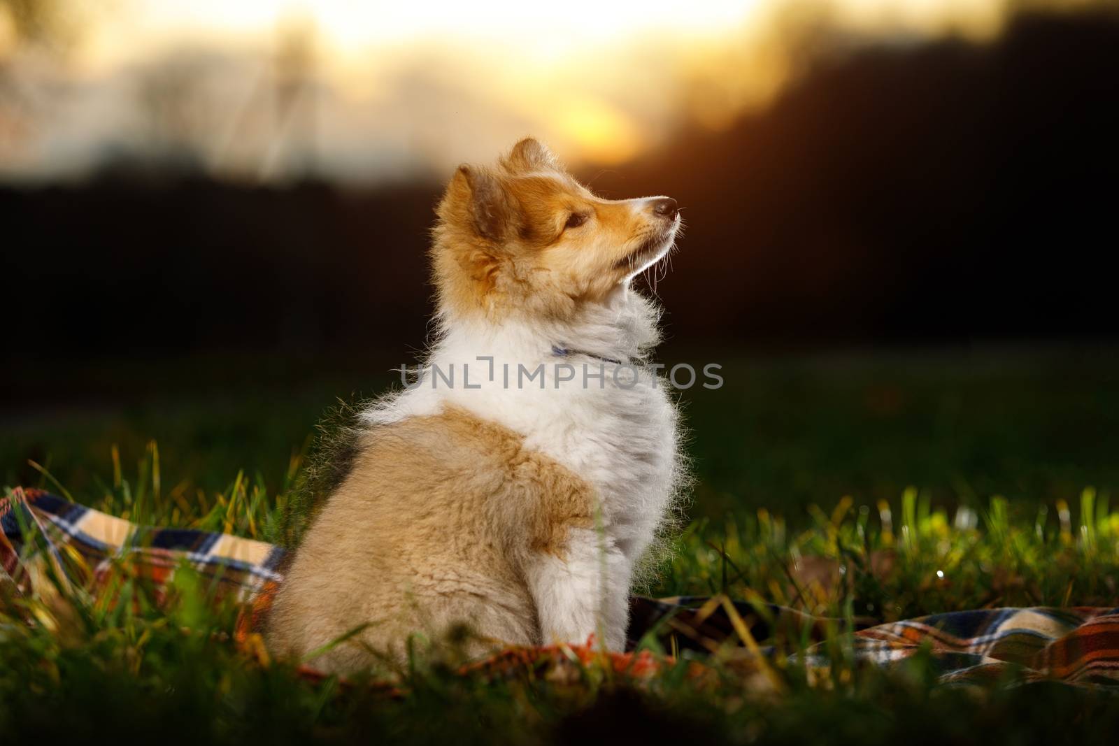 Shetland Sheepdog sitting against white background. by 9parusnikov